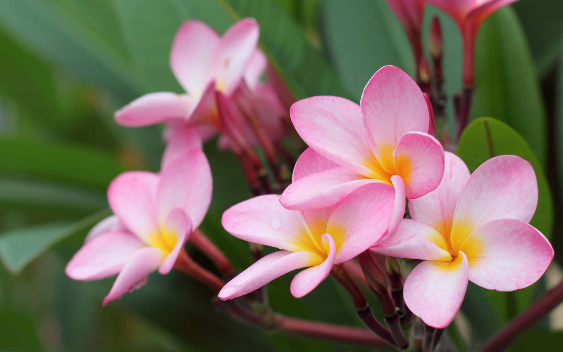 Et fantastisk syn - en smuk blomst i fuldt flor Wallpapers