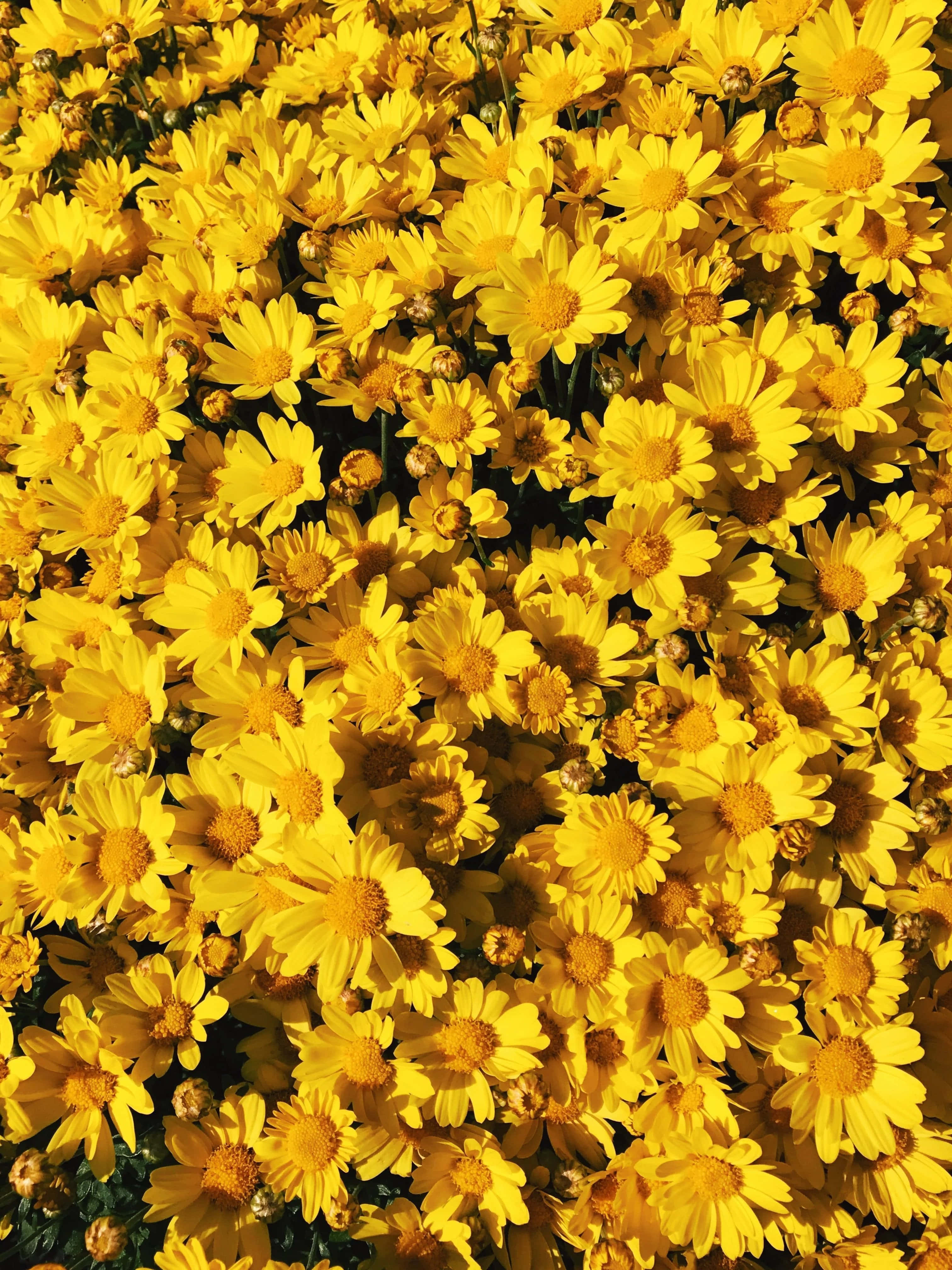 Et felt af levende gule og hvide æstetiske blomster. Wallpapers