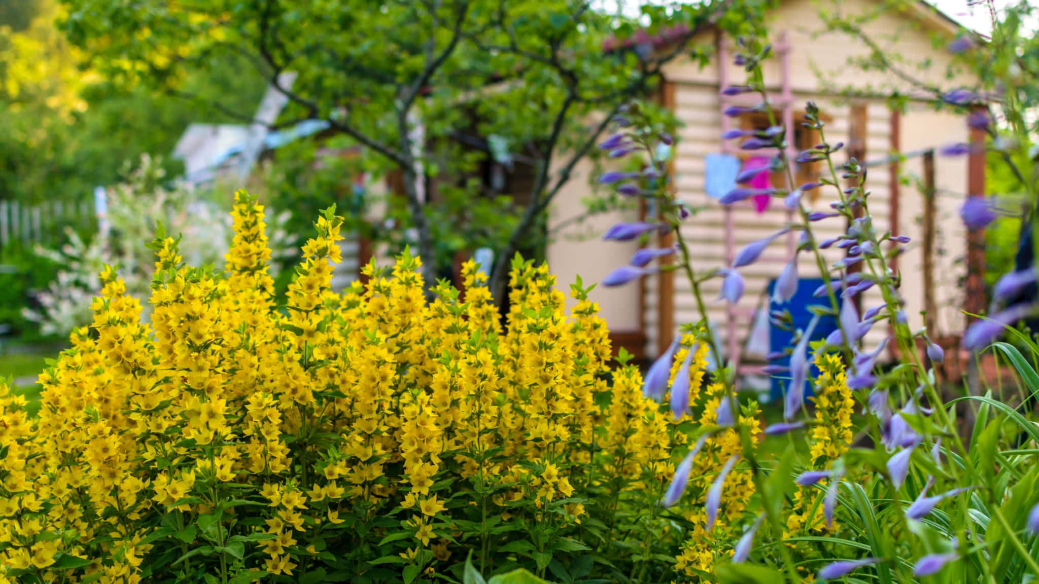 Et fredeligt landsted omgivet af frodig grøn natur og vilde blomster Wallpapers