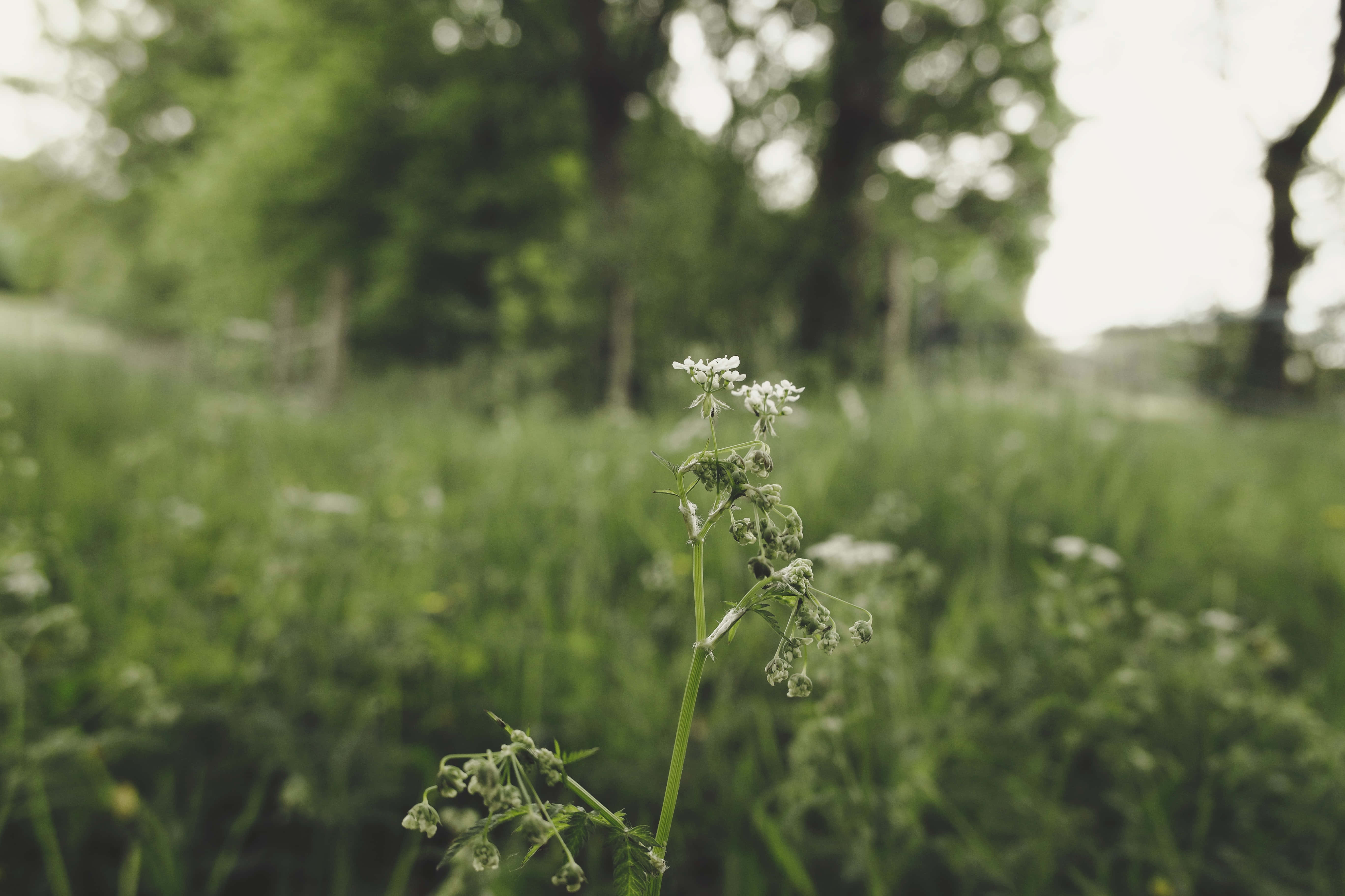 Et fredeligt sommerhus omgivet af frodig grøn vegetation og blomstrende blomster Wallpapers