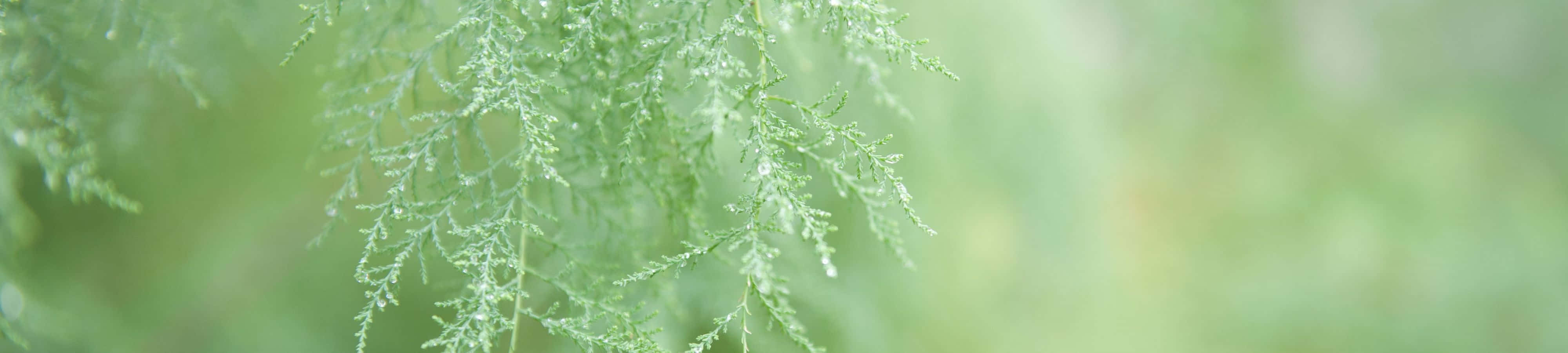 Et fredfyldt bjergudsigt Wallpapers