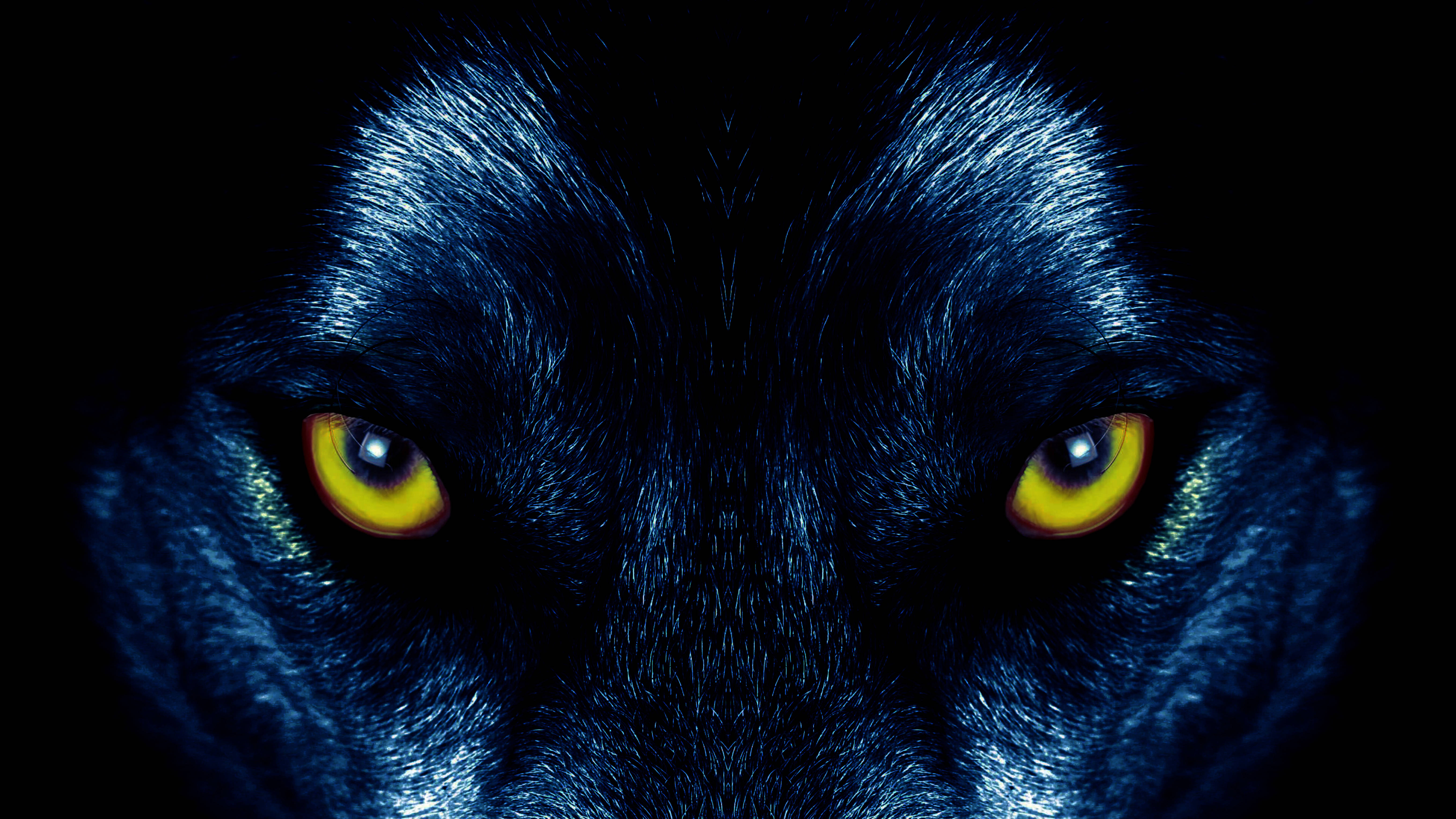 Et gennemtrængende blik fra en gul ulv Wallpapers