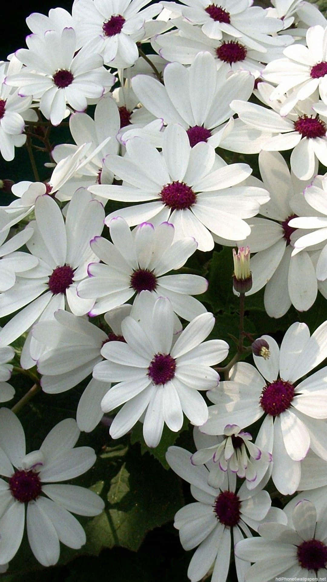 Et ægte iPhone-baggrundsbillede med en smuk blomst. Wallpapers