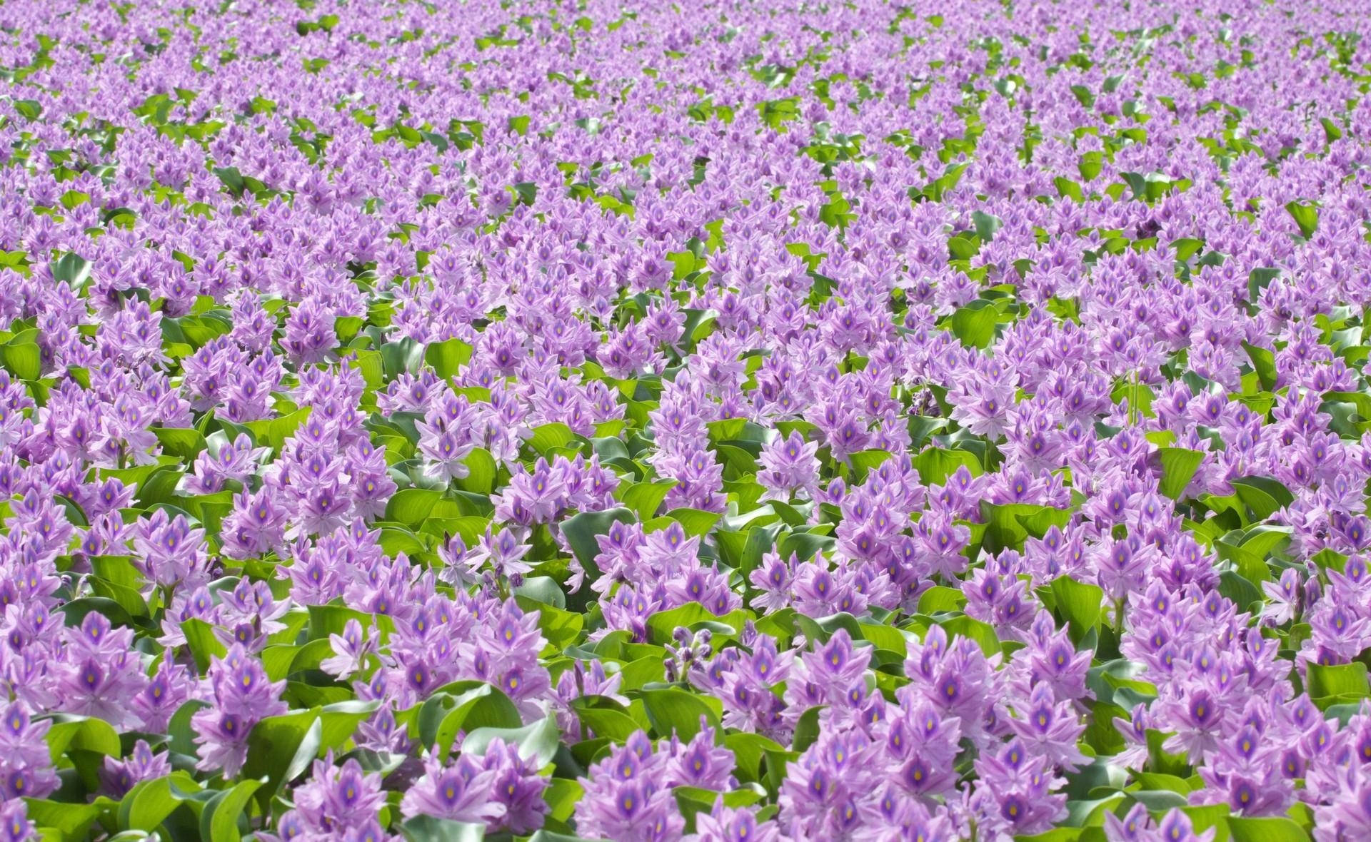 Fyldt med lilla blomster med grønne blade i et lyst vejr tapet. — Lilla Wallpapers