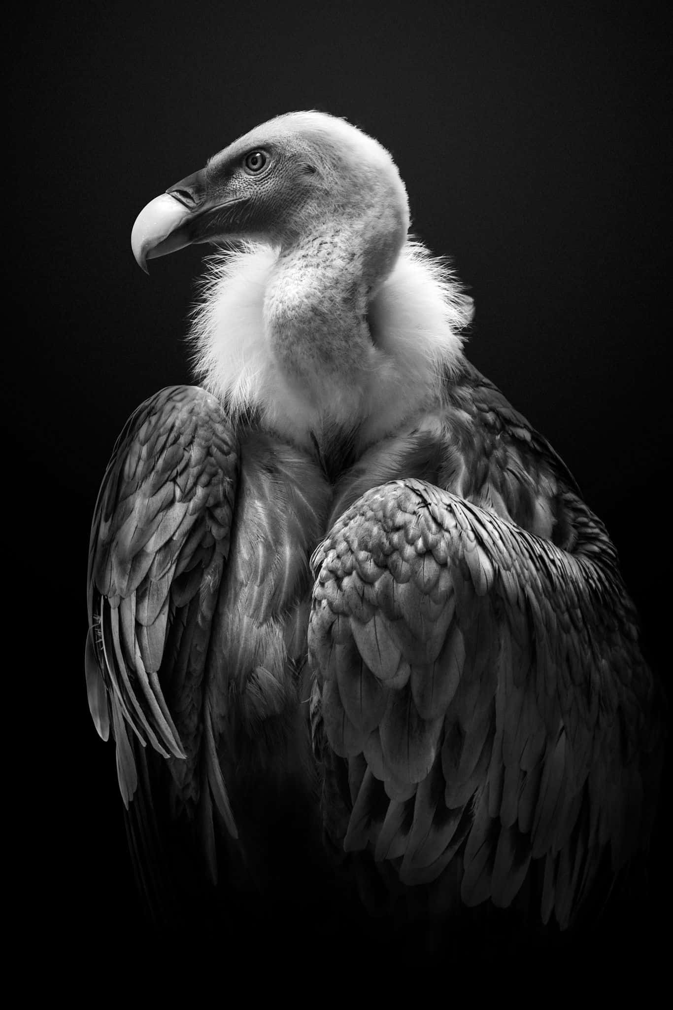 Et kig ind i de smukke fugles farverige verden Wallpapers