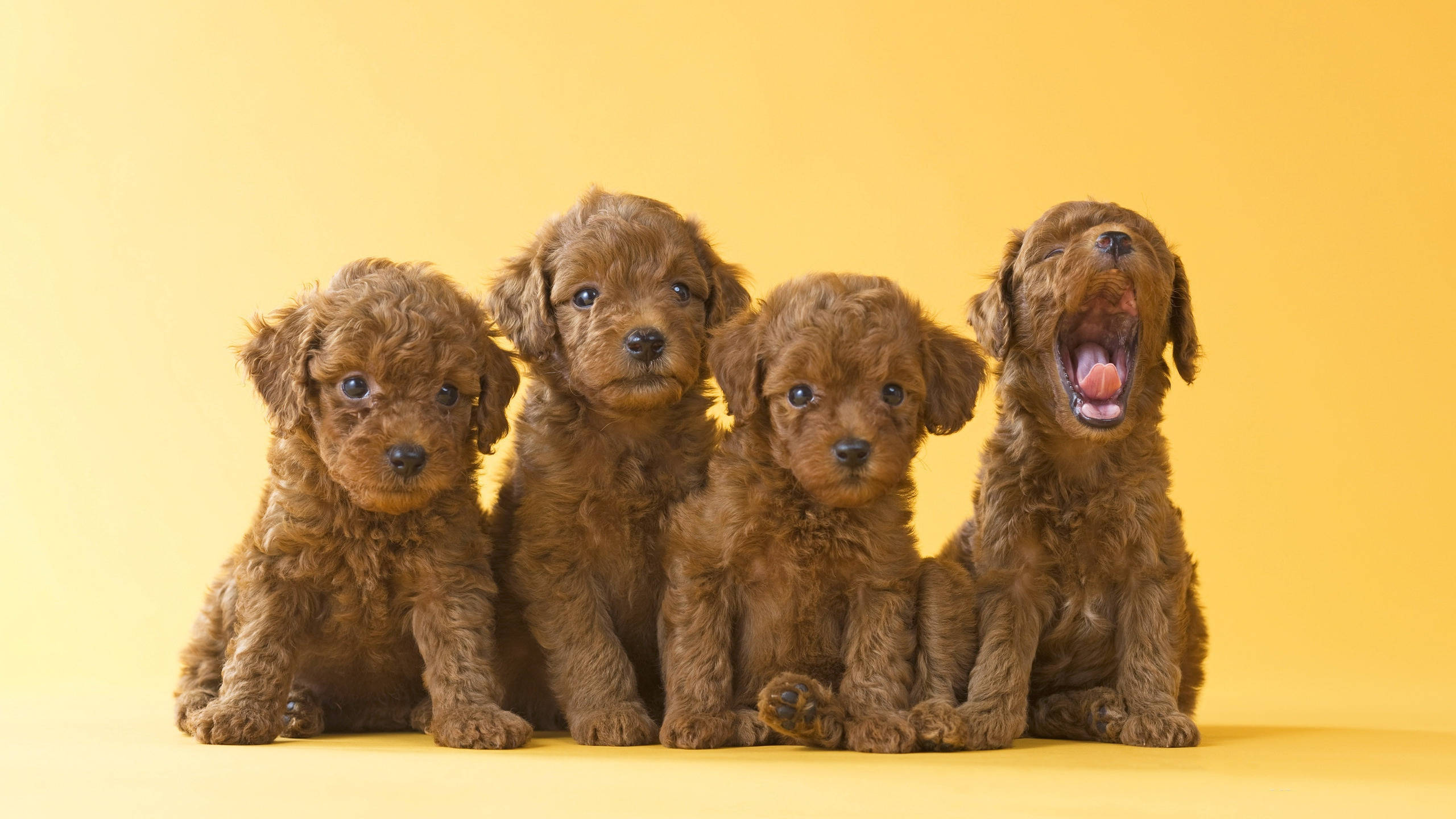 Et kuld af yndige brune toy puddel hvalpe Wallpapers