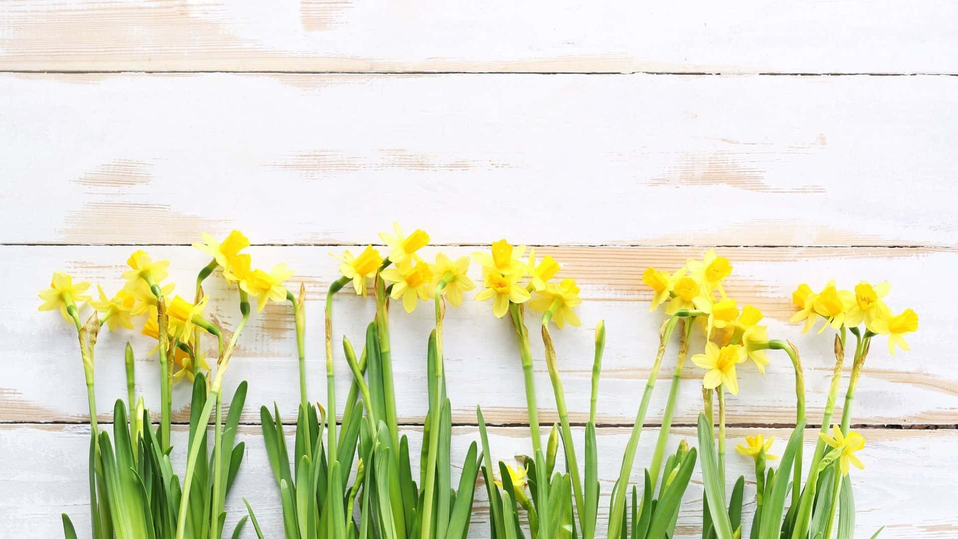 Et levende billede af en gul æstetisk baggrund Wallpapers