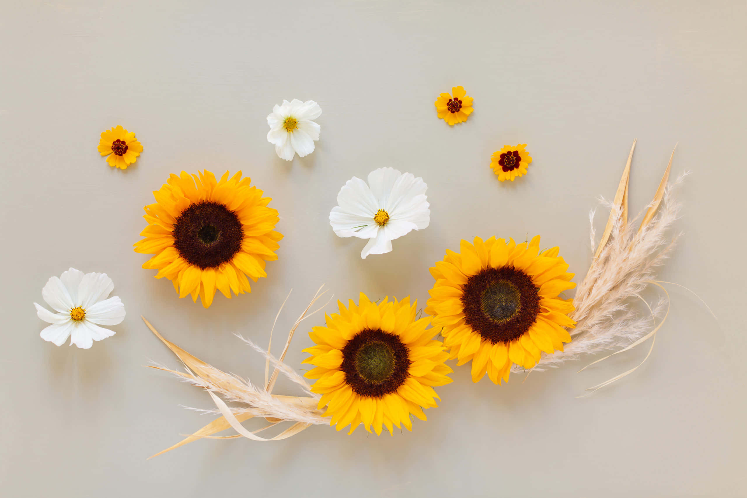 Et levende udvalg af smukke blomster Wallpapers