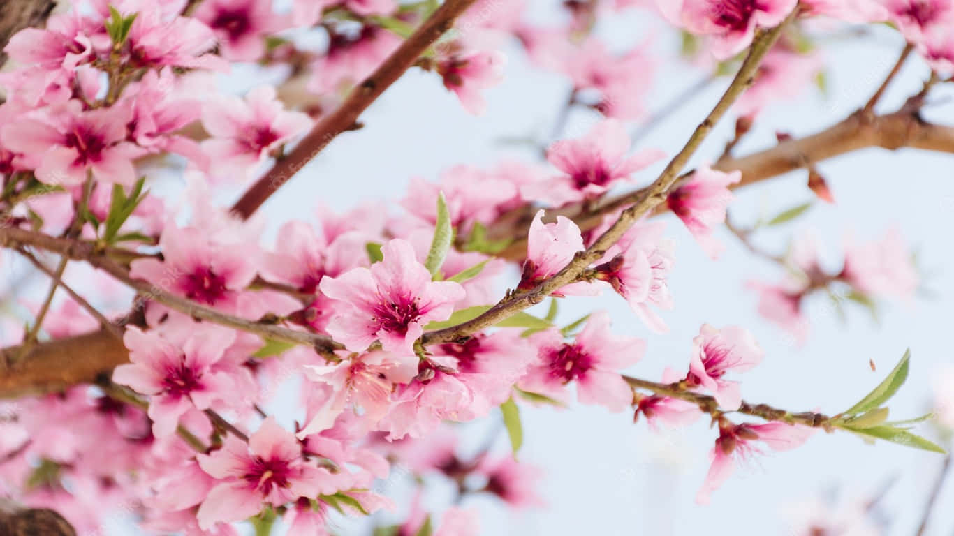 Et lyserødt blomstrende træ med grene og blade Wallpapers