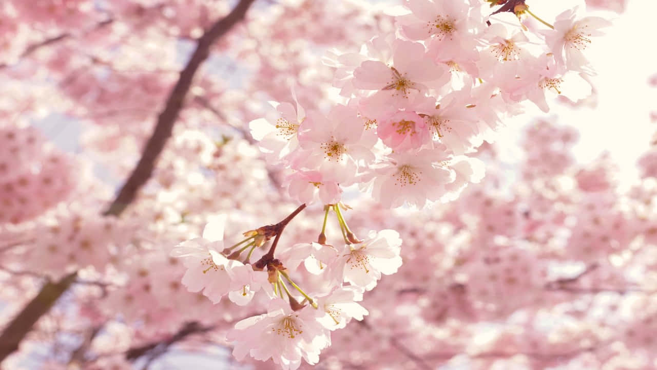 et lyserødt kirsebærtræ med hvide blomster Wallpapers