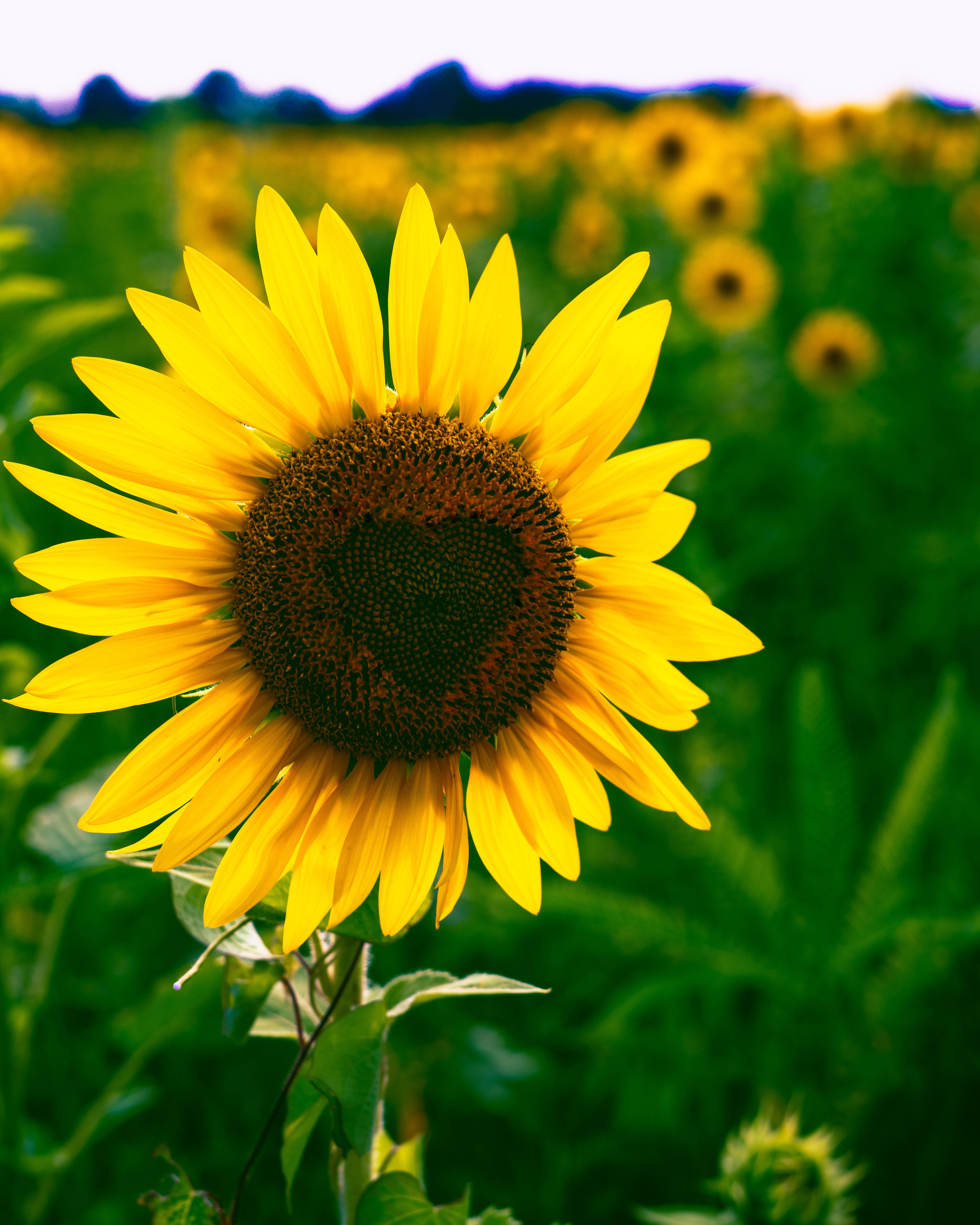 Et makrobillede af en solsikke med hjerteformede småblomster. Wallpapers
