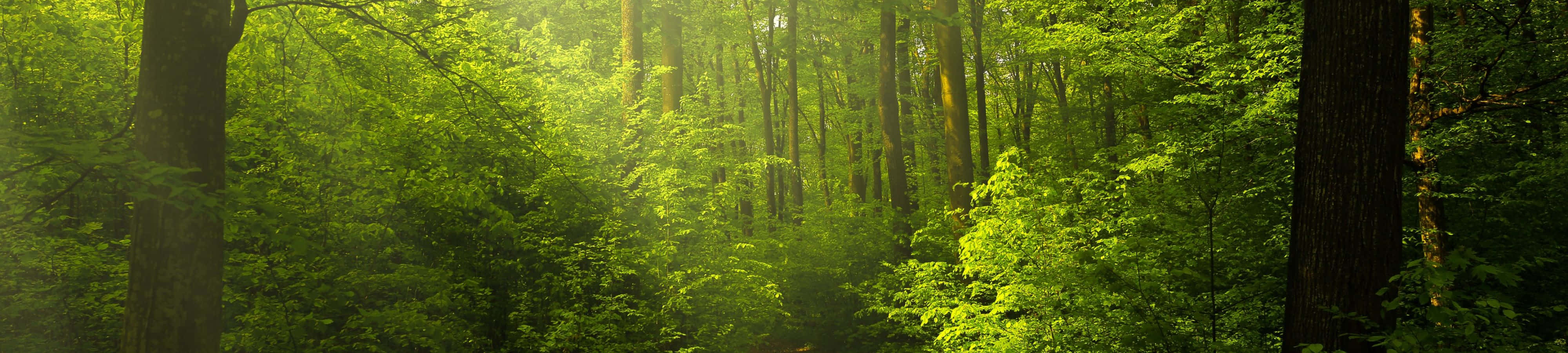 Et malerisk landskab med en bugtende flod omgivet af frodig grøn vegetation Wallpapers