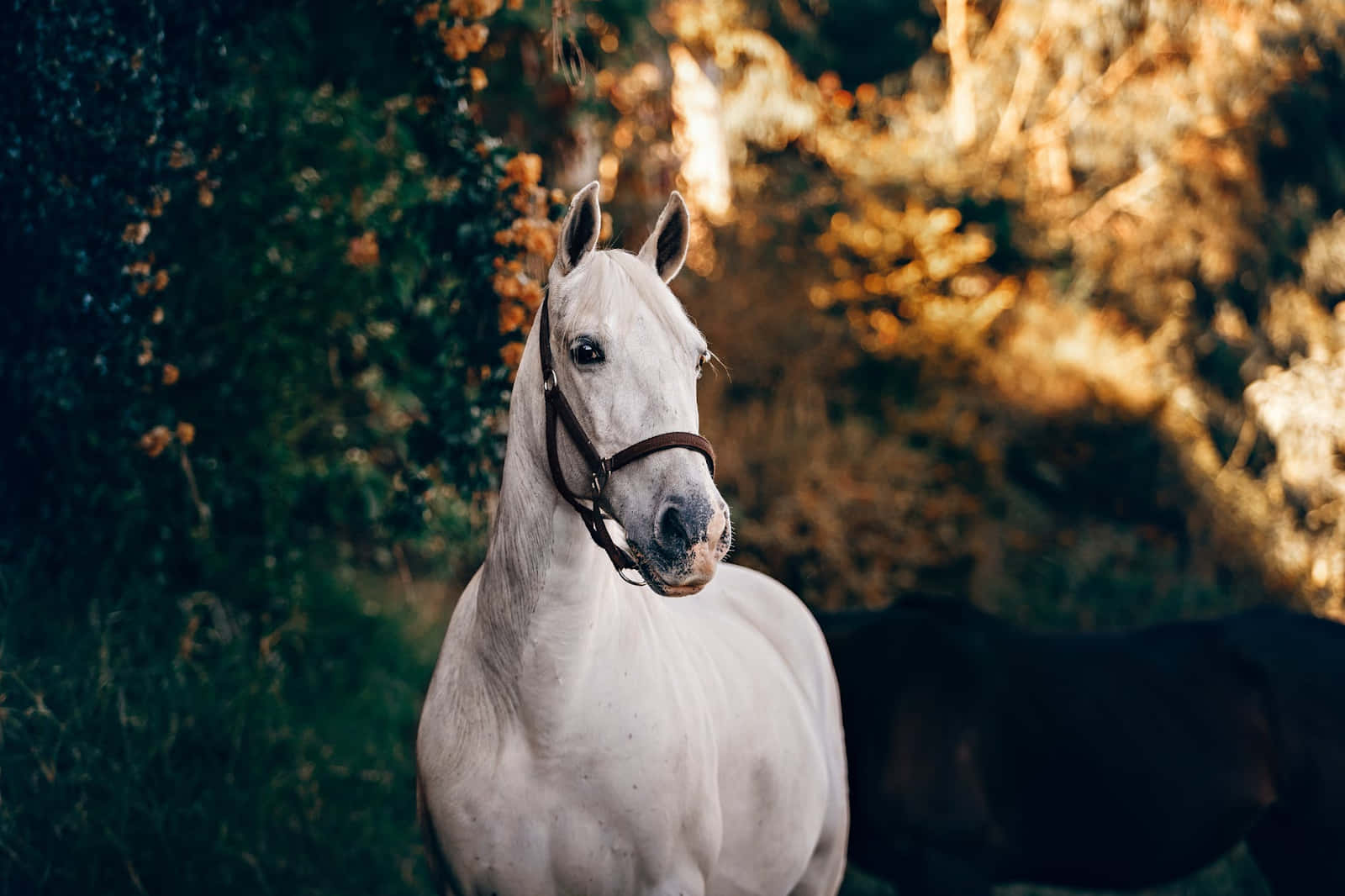 Et mystisk hvidt hest Wallpapers