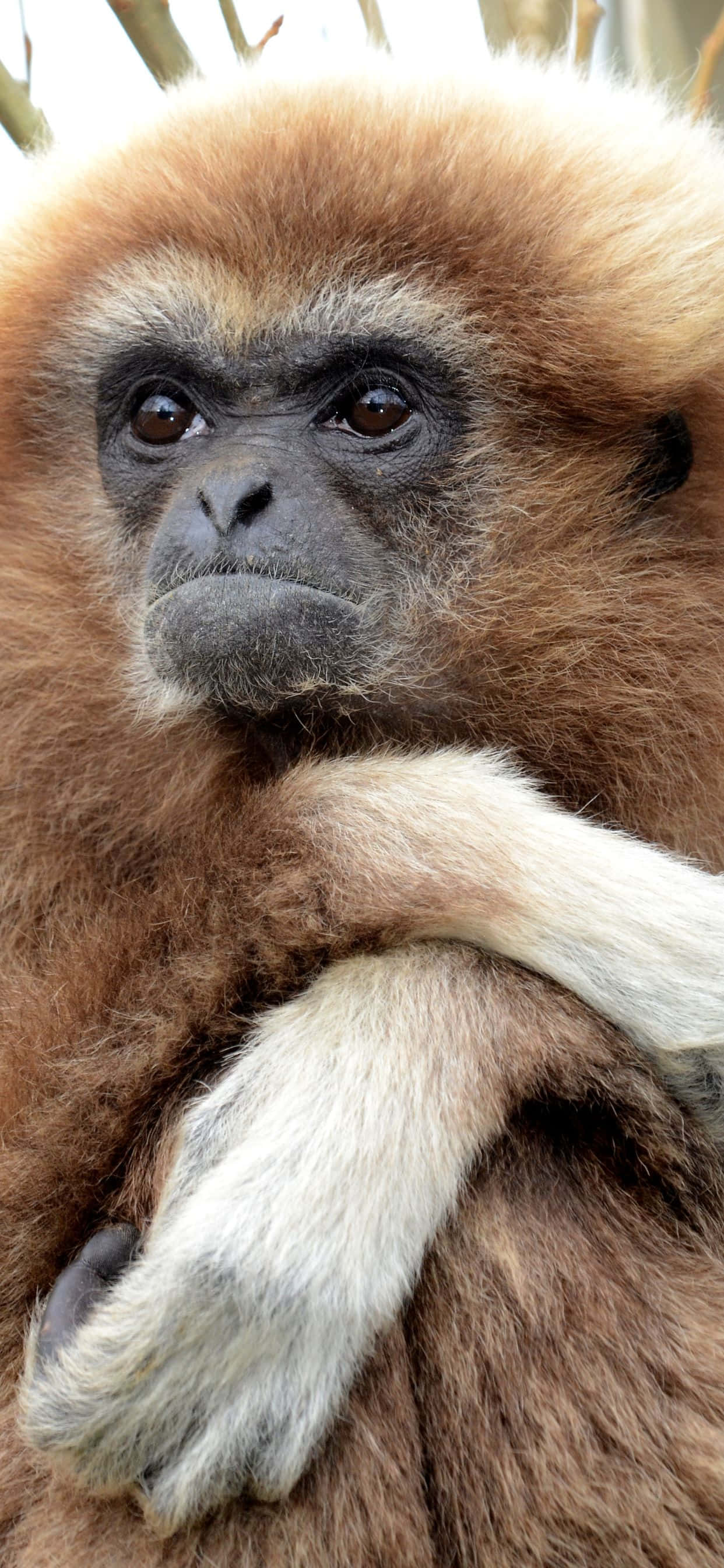 Et nærbillede af den fantastiske iPhone XS Max Gibbon Wallpapers