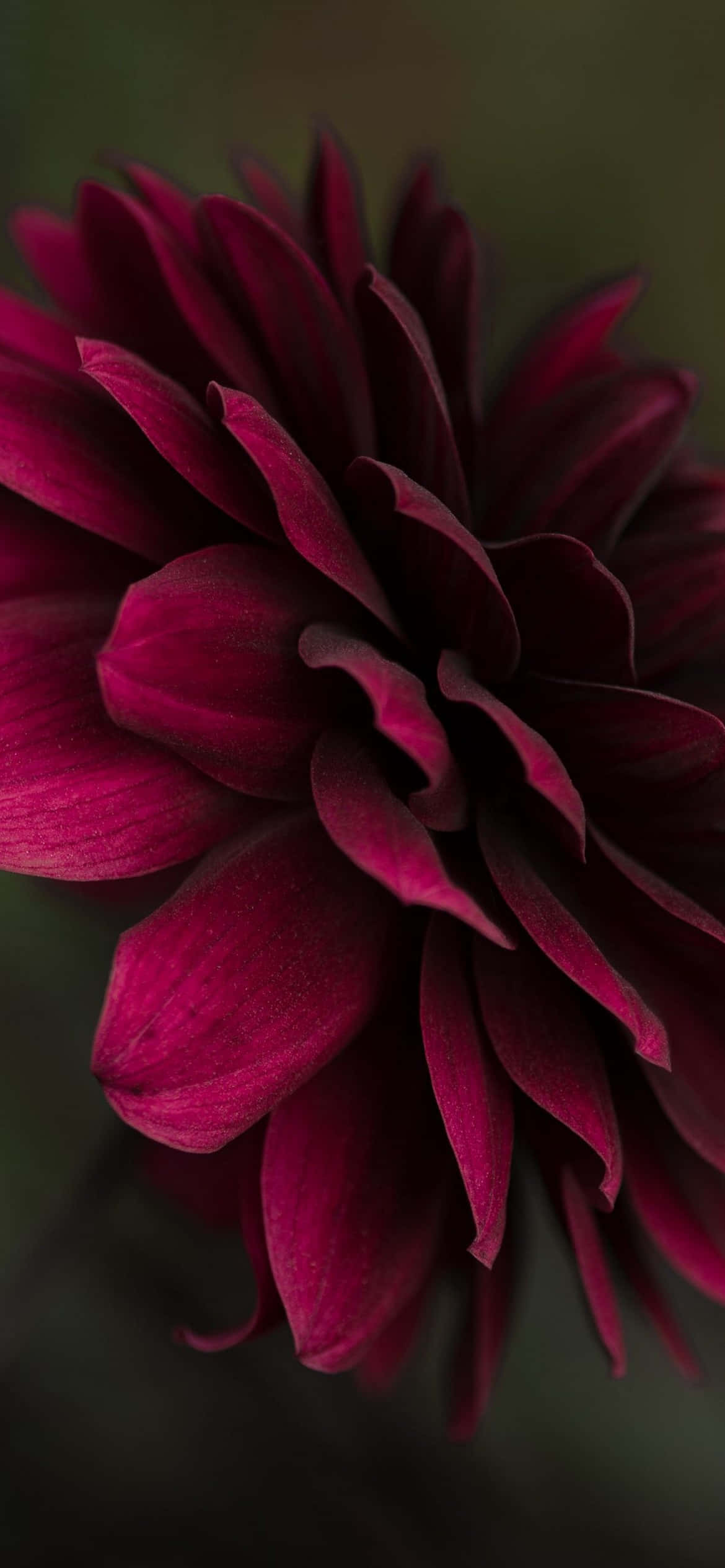 et nærbillede af en lilla blomst Wallpapers