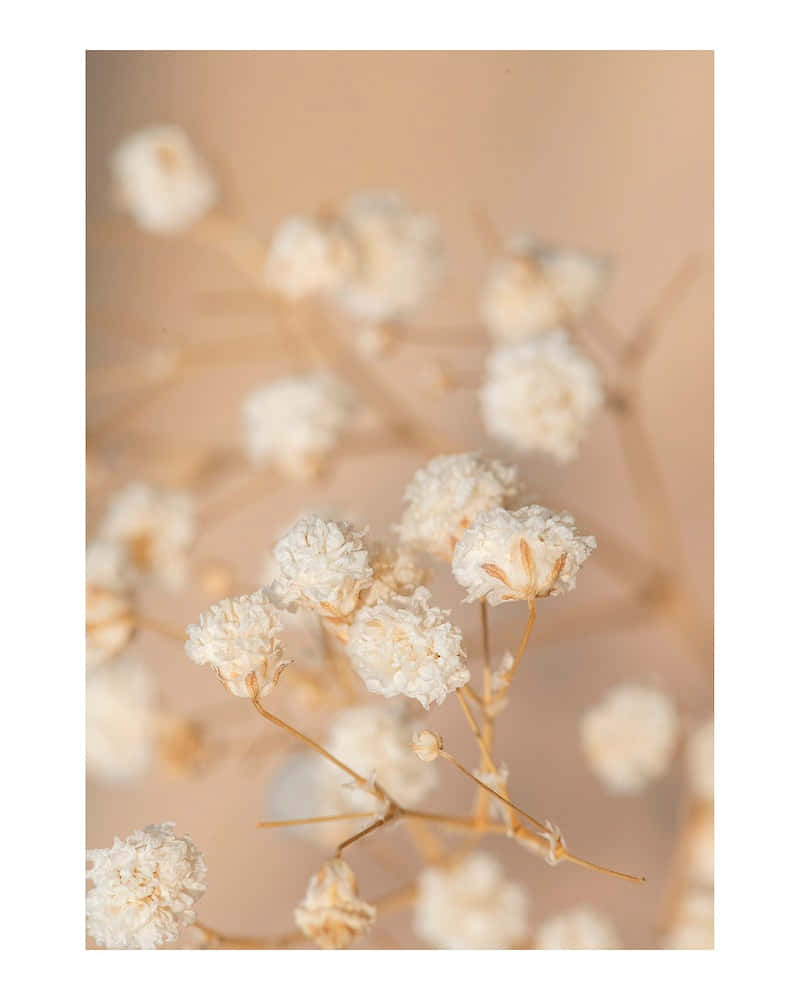 et nærbillede af nogle hvide blomster på en beige baggrund Wallpapers