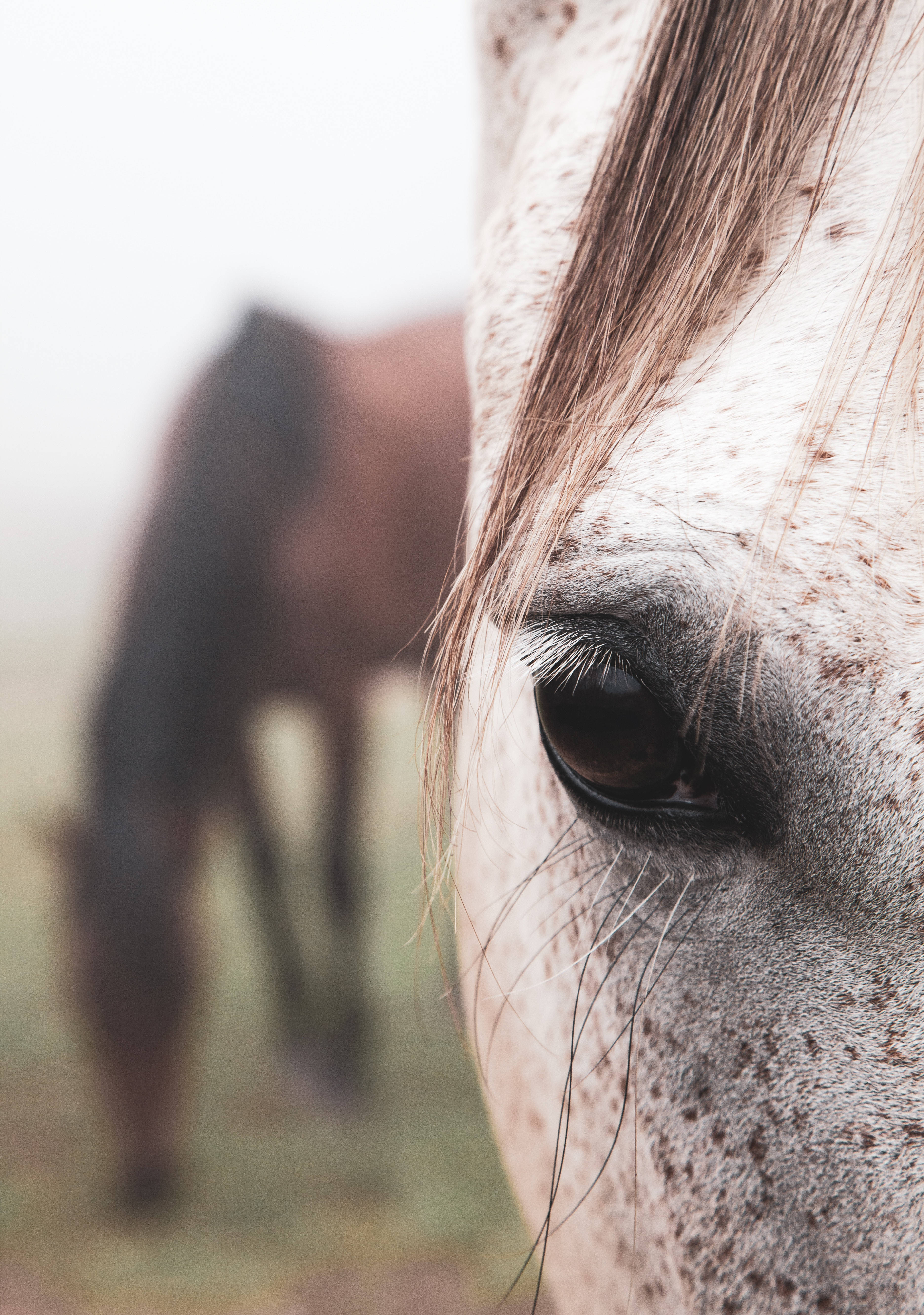 Et nærmere kig på det intense, brune øje hos en Appaloosa-hest Wallpapers