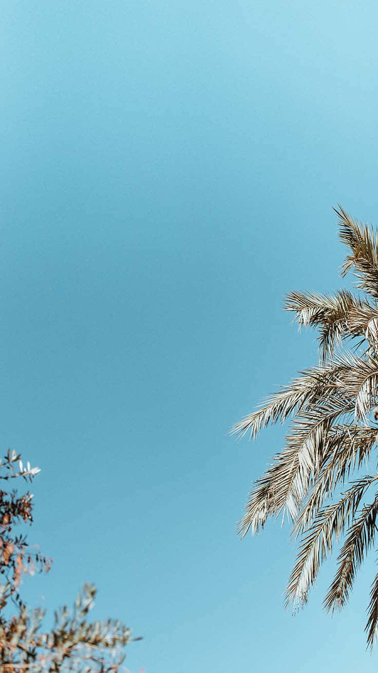 et palmetræ mod en blå himmel Wallpapers