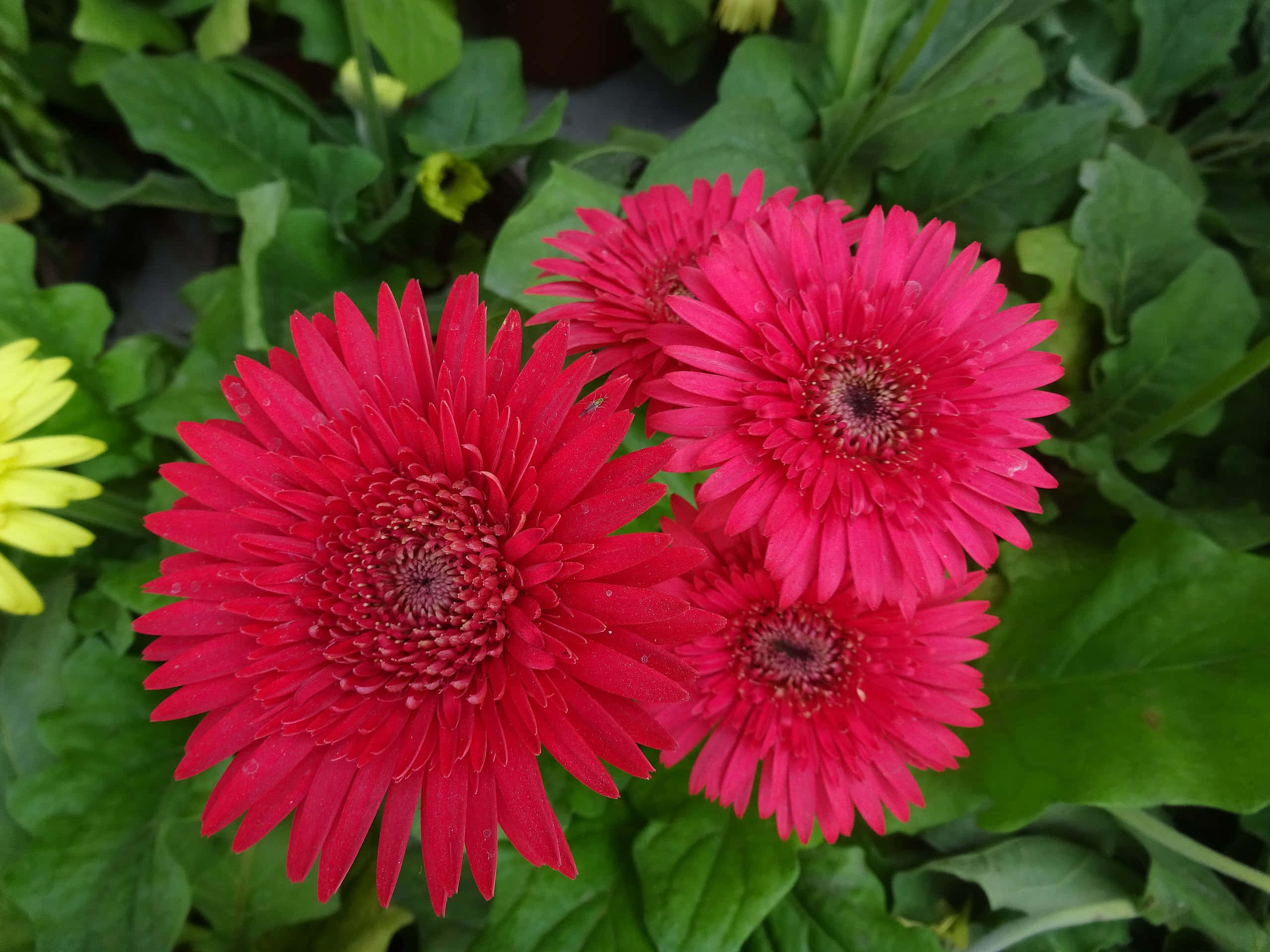 Et perfekt billede af skønhed, denne udsøgte lavendelblomst blomstrer i naturens paradis. Wallpapers