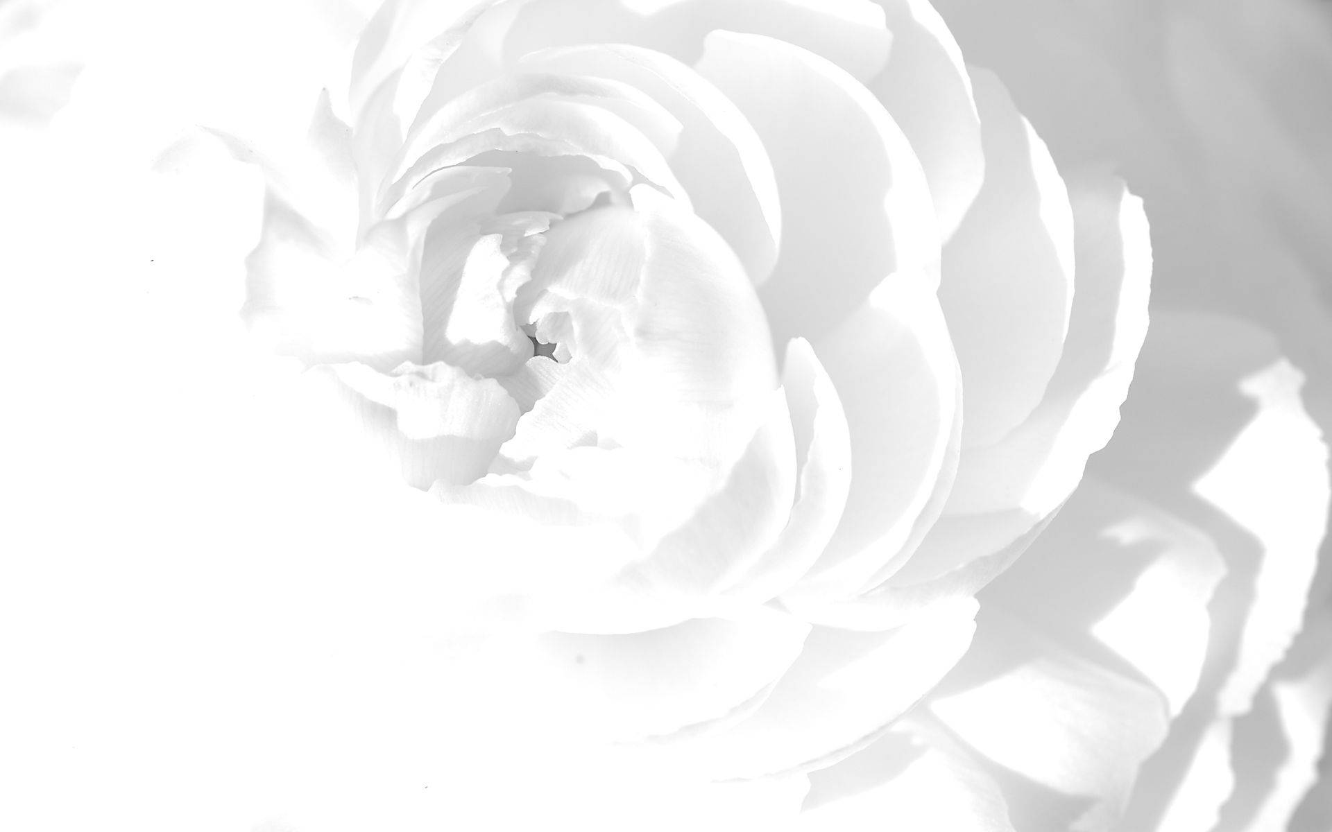 Et sart display af hvide kronblade. Wallpapers