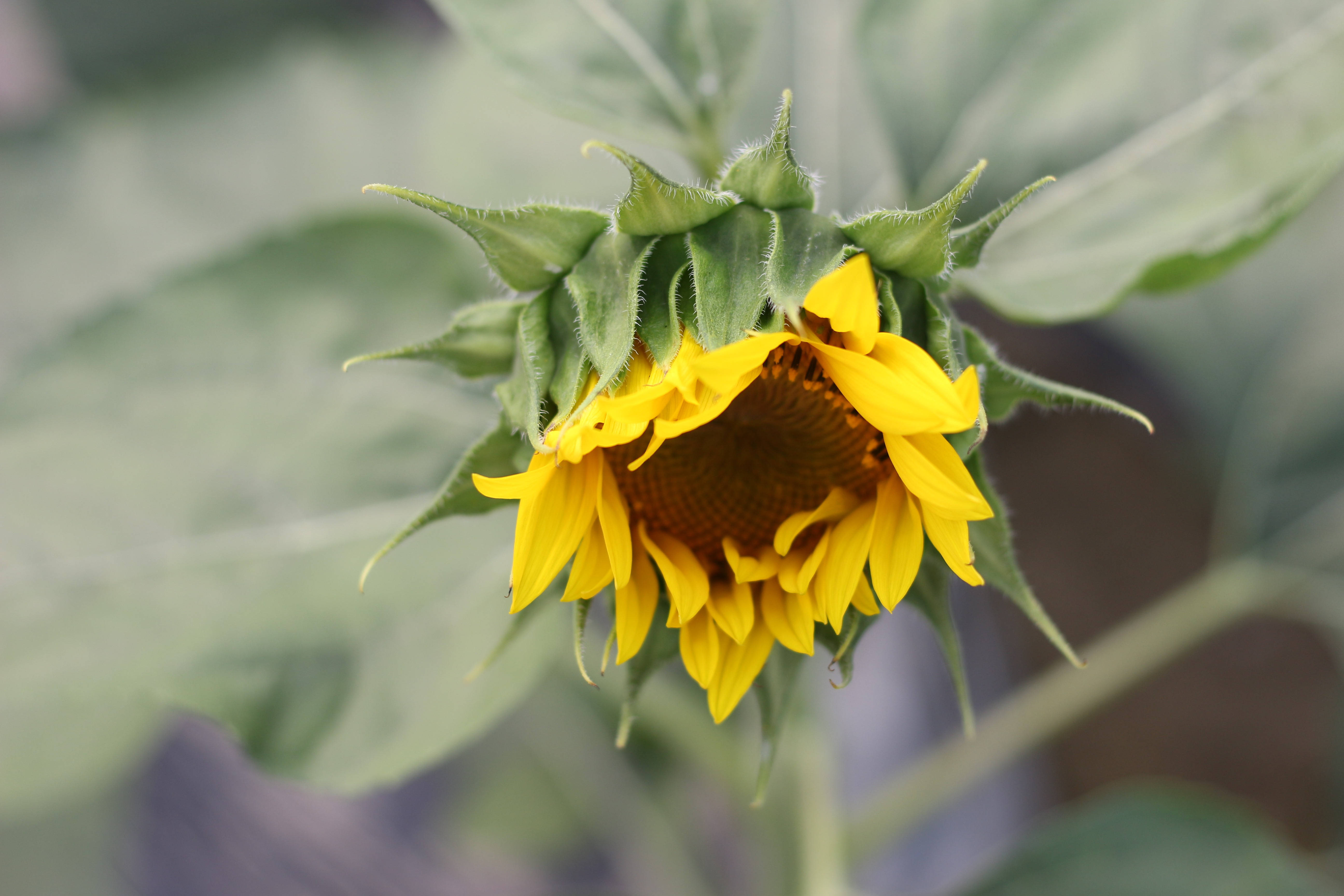 Et sart solsikkeblomst i sommersolen Wallpapers