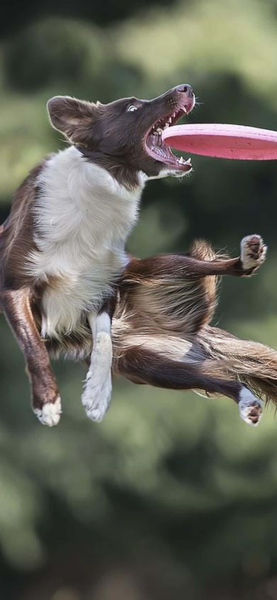 Et sjovt spil frisbee med den helt nye iPhone Xs Wallpapers