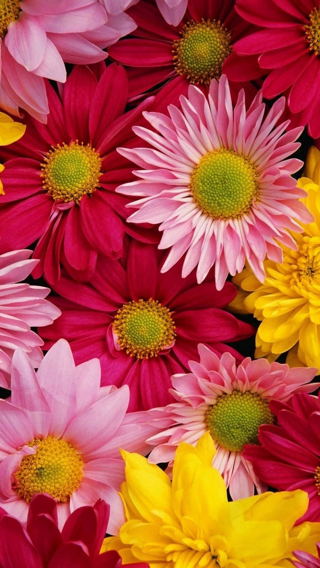 Et smukt blomsterfelt tilføjer et strejf af natur til din enhed Wallpapers