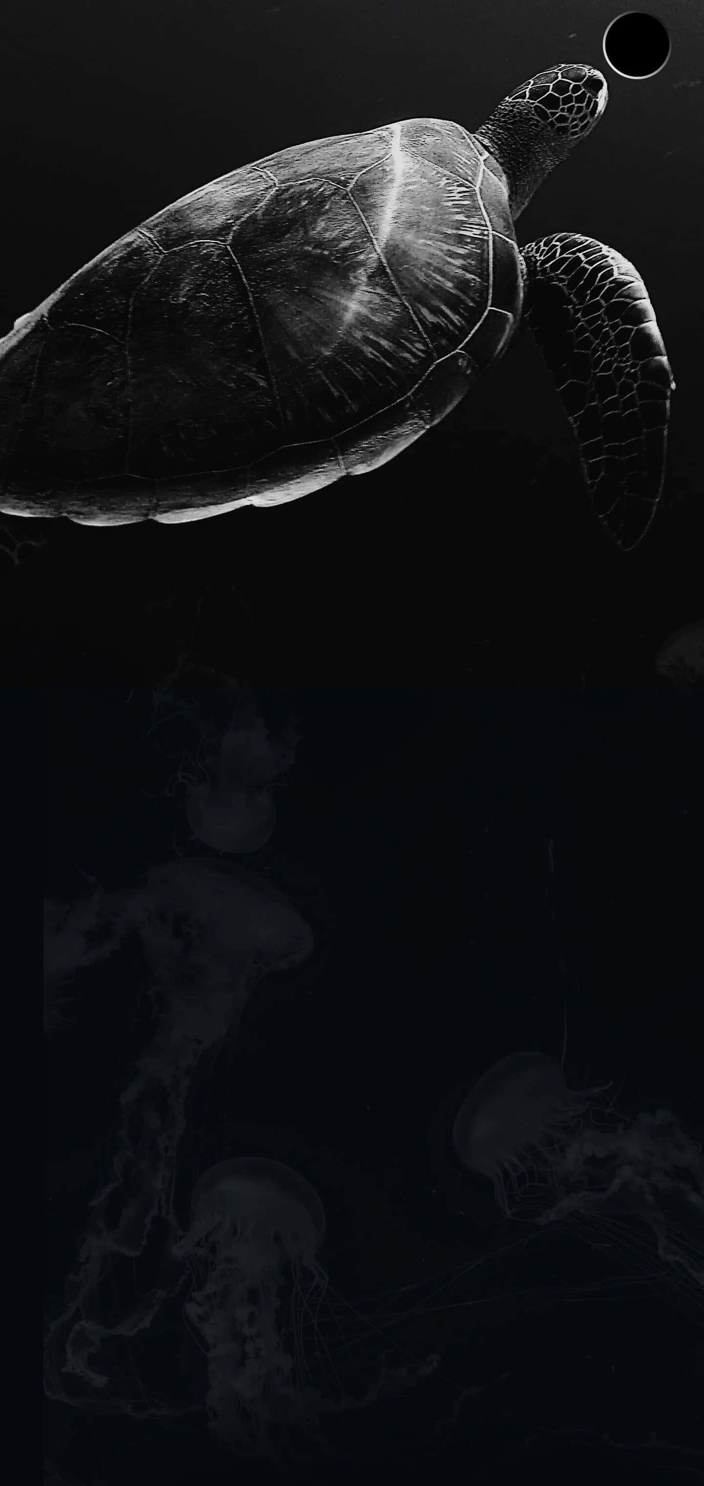 Et sort/hvidt billede af en skildpadde og en vandmand Wallpapers
