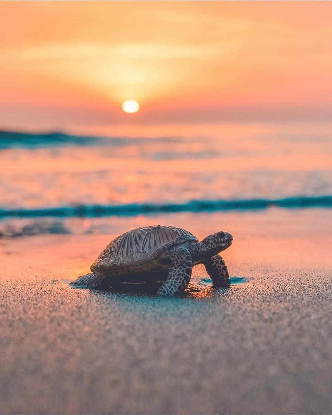 Et stort, glad smil på denne nuttede skildpadde! Wallpapers