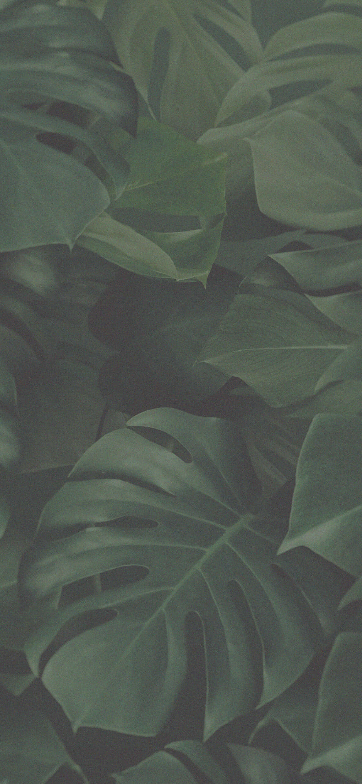 et stort grønt blad Wallpapers