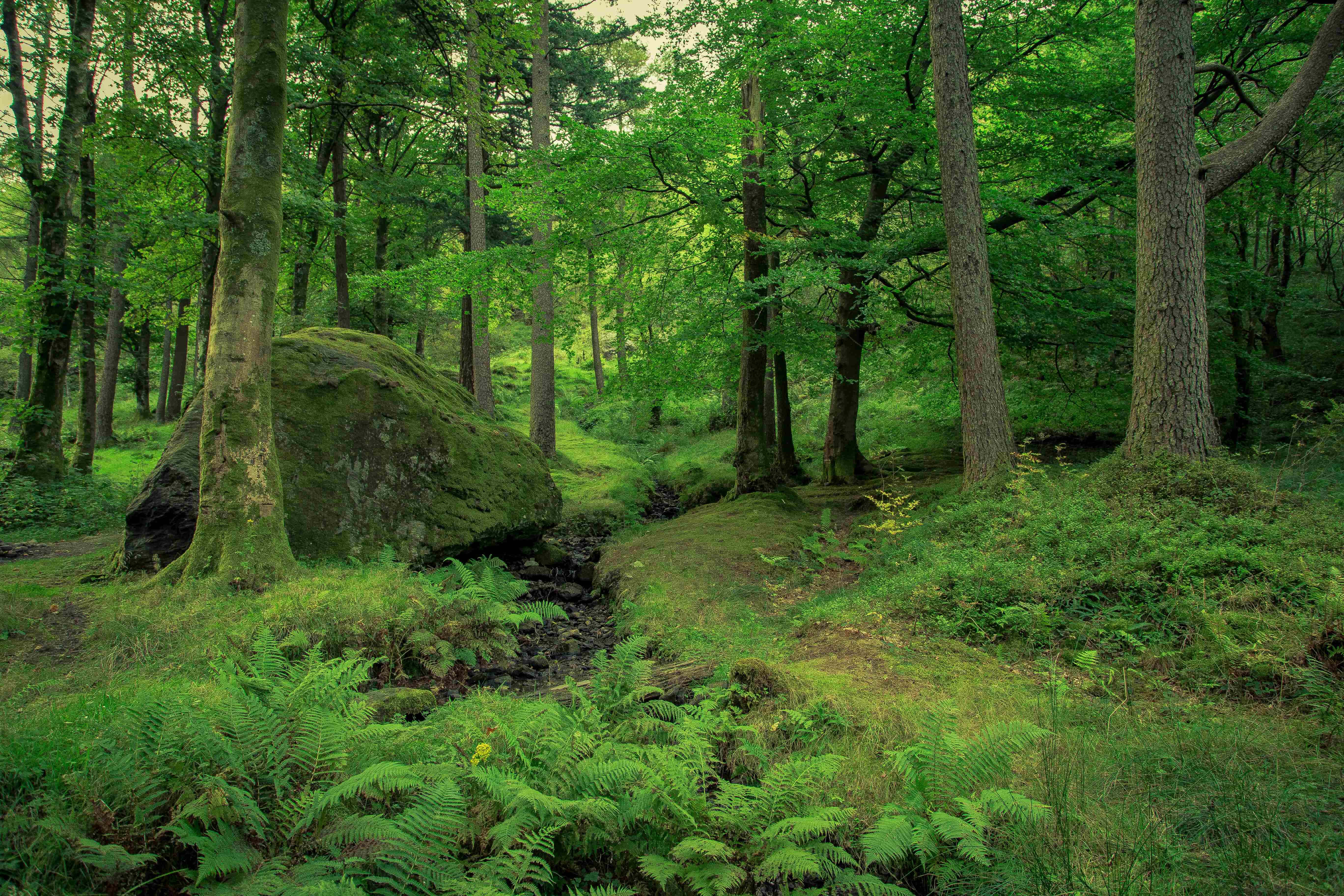 Et sundt syn af grøn natur i fuldt flor. Wallpapers