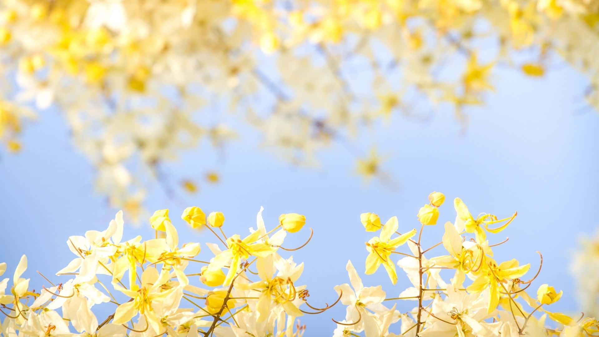et træ med gule blomster Wallpapers