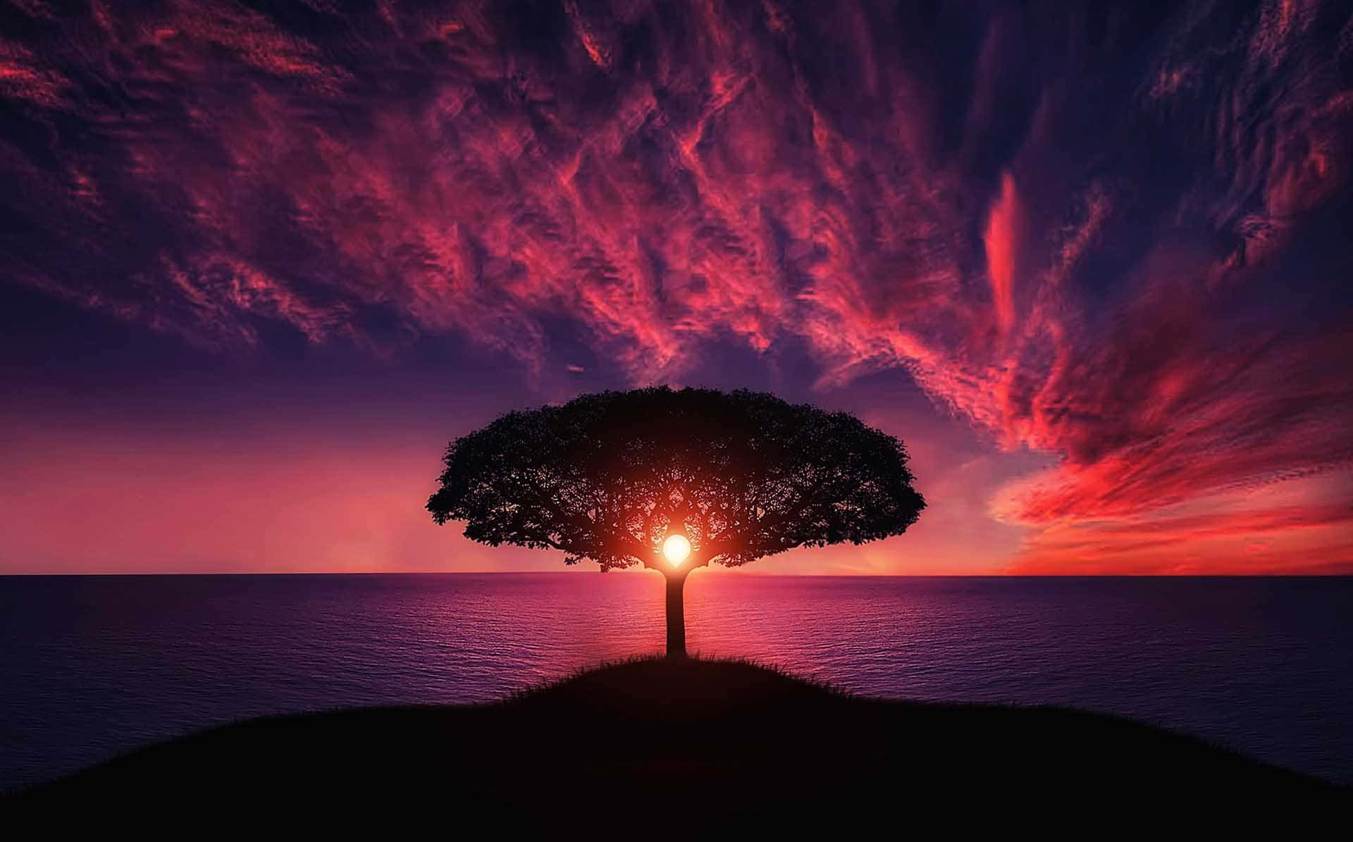 Et træ står på toppen af en bakke med en solnedgang bag sig Wallpapers