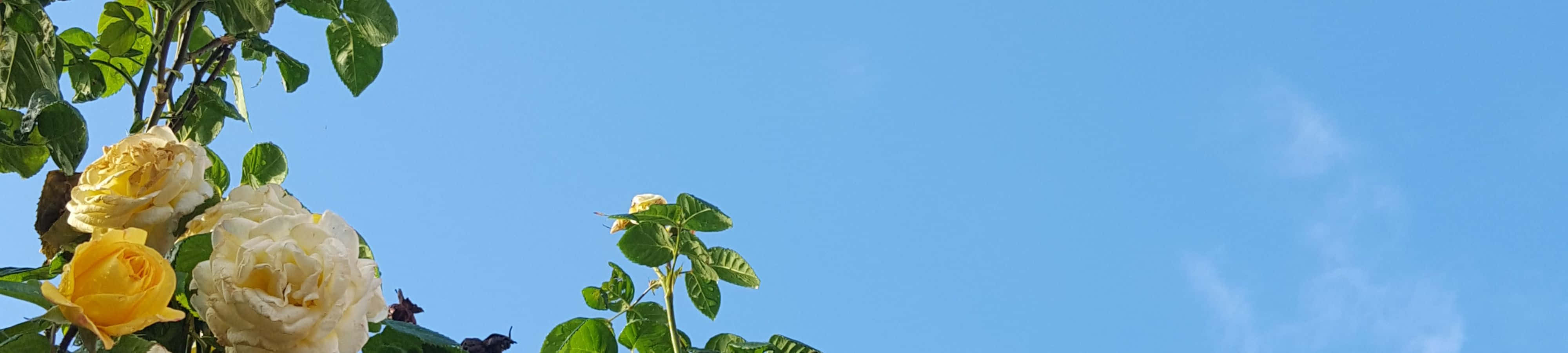 et ur med blomster på himlen Wallpapers