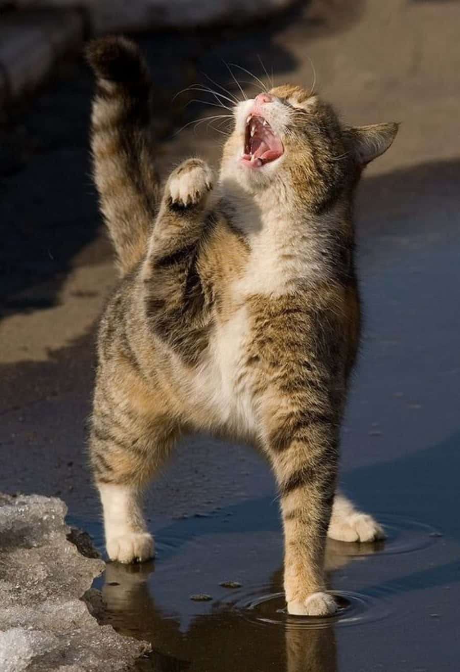 Et virkelig morsomt billede perfekt til en god latter Wallpapers