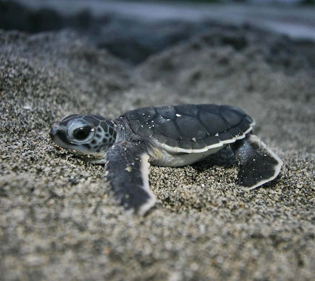 Et yndigt sødt smilende skildpadde Wallpapers