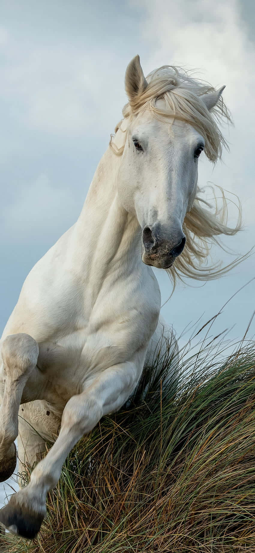 Få hestekræfter og skønhed med Beautiful Horse iPhone Wallpapers