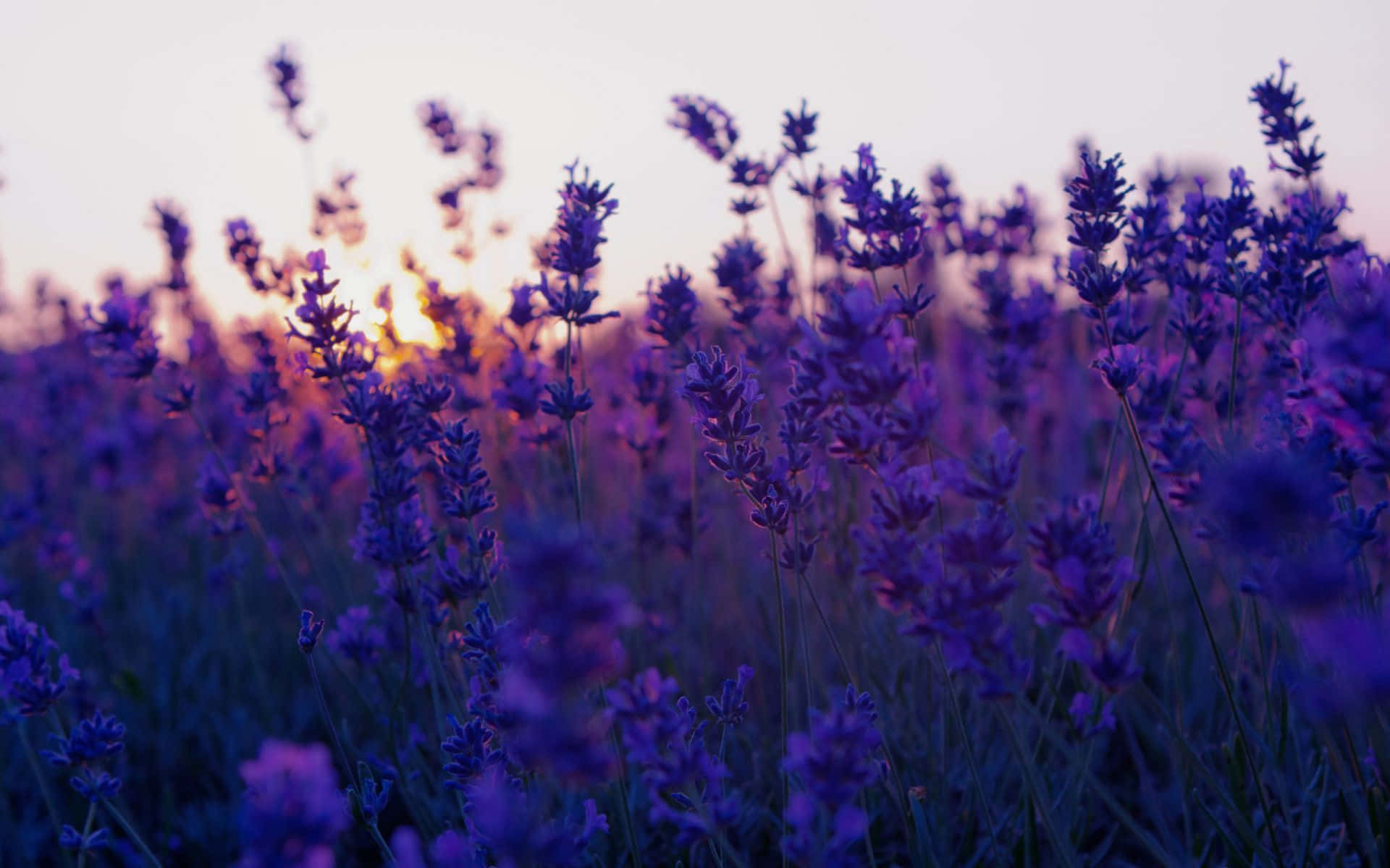 Fængslende æstetisk blomsterbaggrund Wallpapers