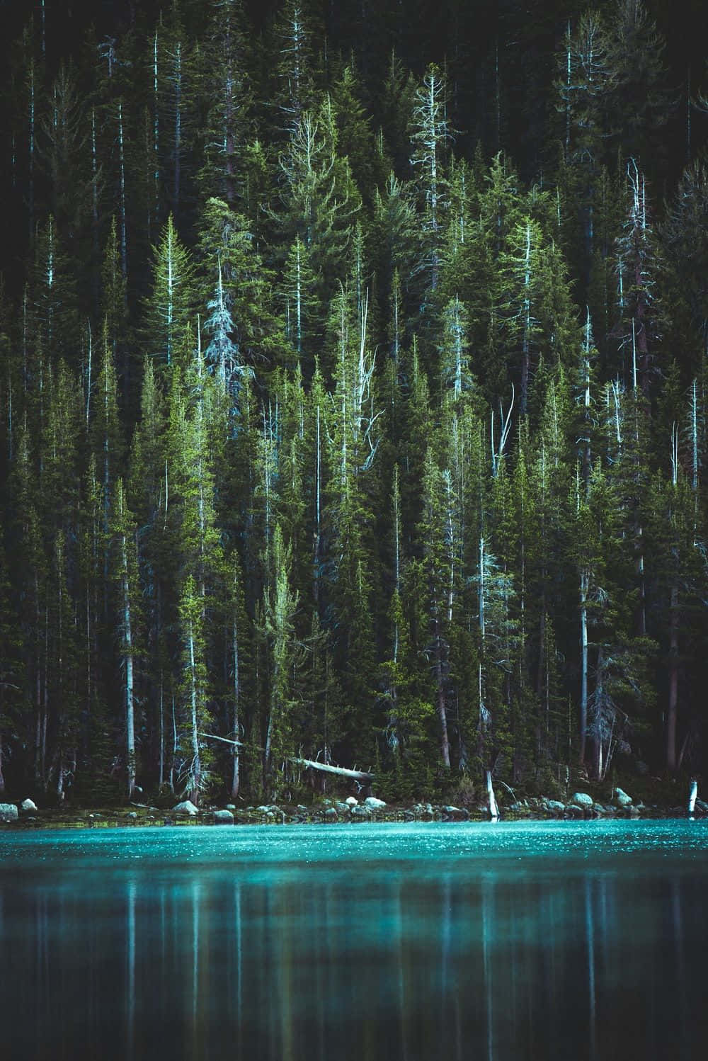 Fængslende mørkegrøn æstetisk baggrund Wallpapers