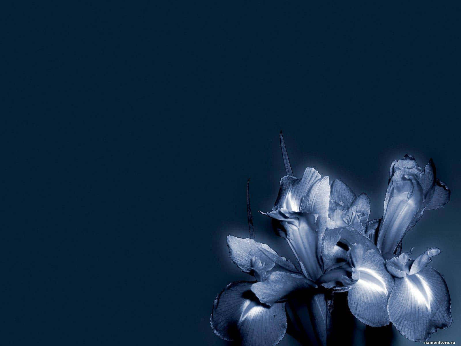Fængslende mørk blomsterbaggrund Wallpapers