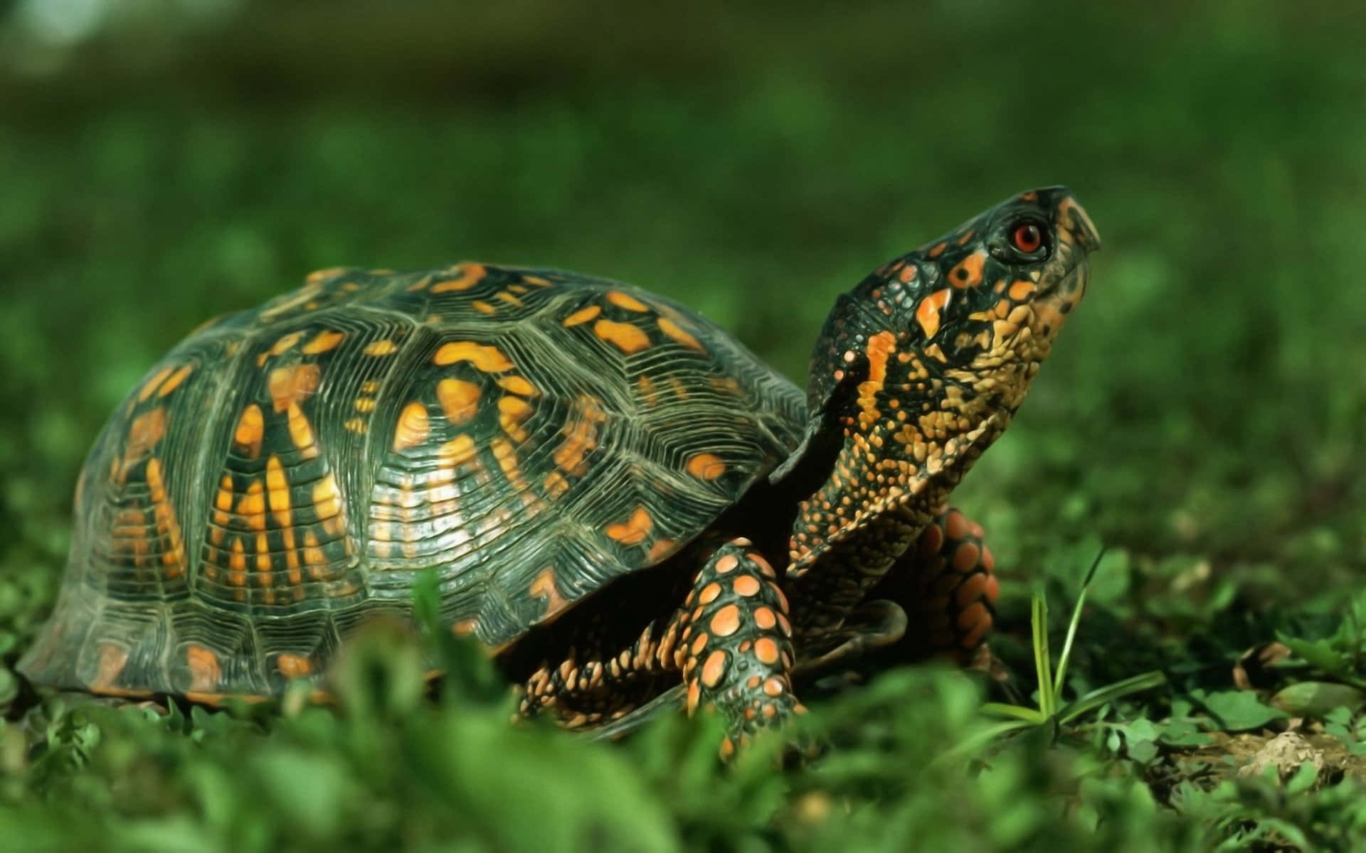 Fængslende nærbillede af en fredfyldt havskildpadde Wallpapers