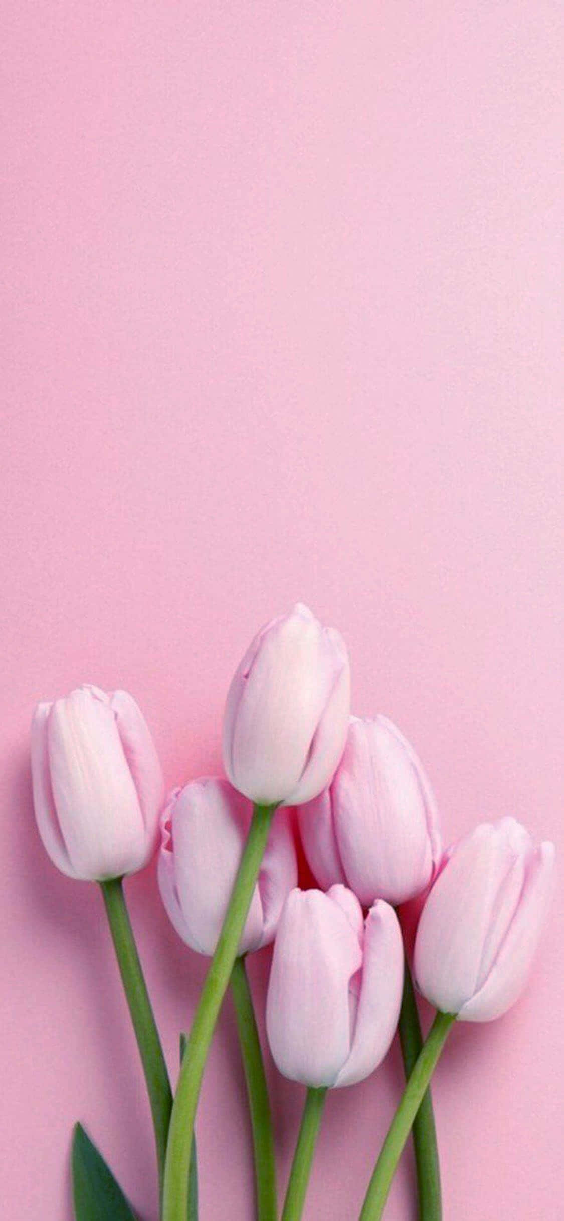 Fængslende pastelrosa lærred Wallpapers
