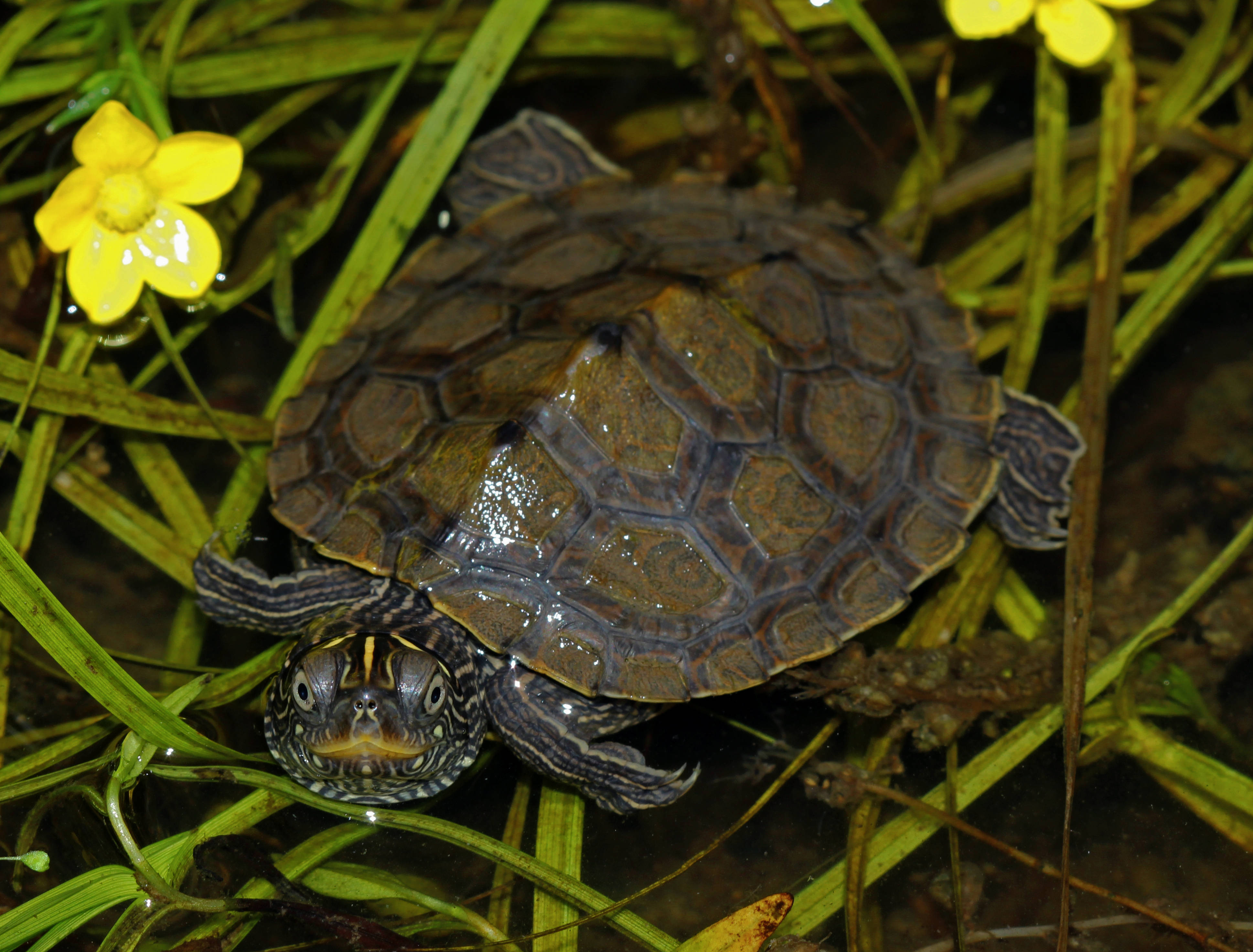 Falsk landkortskildpadde på græs Wallpapers