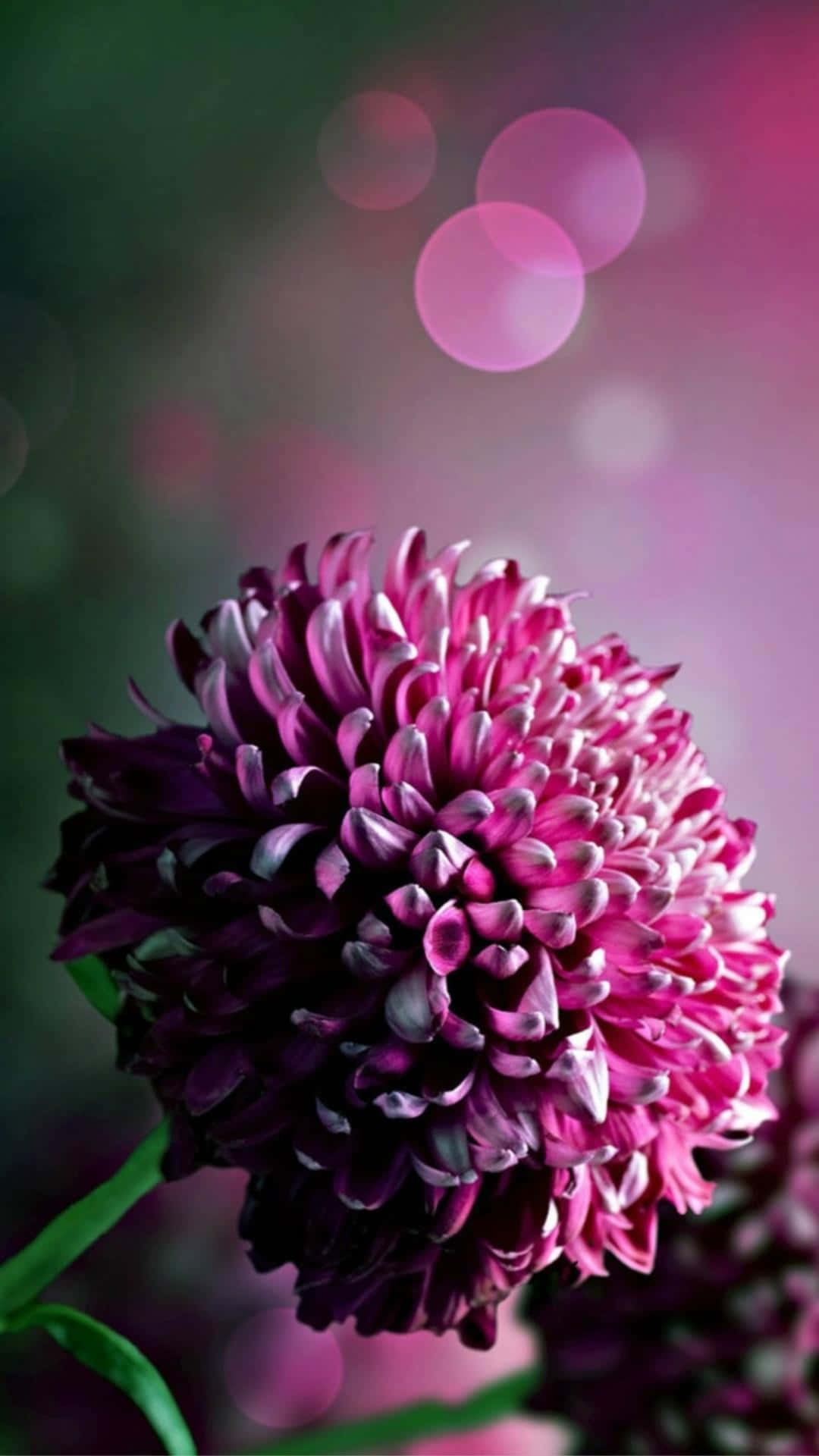Fang forårets skønhed med denne fantastiske blomsterbaggrund til iPhone. Wallpapers