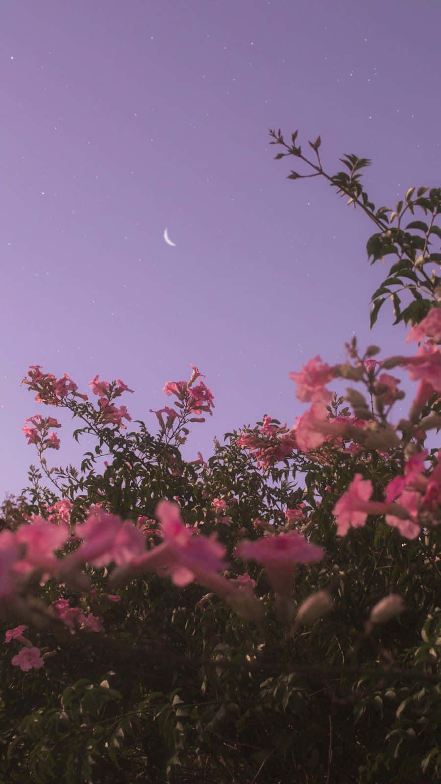 Fang skønheden med disse sarte blomsterblade Wallpapers
