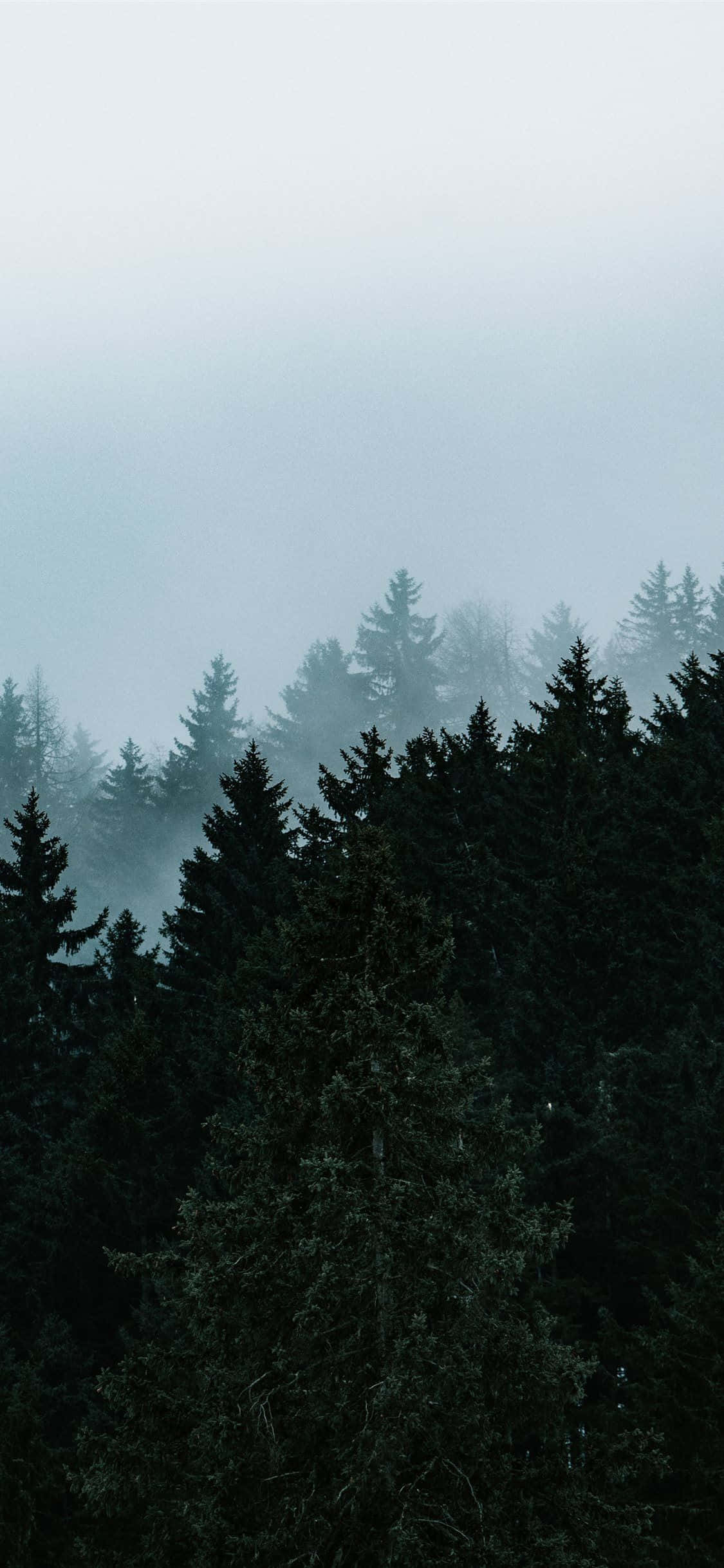 Fang træernes episke skønhed med iPhone Wallpapers