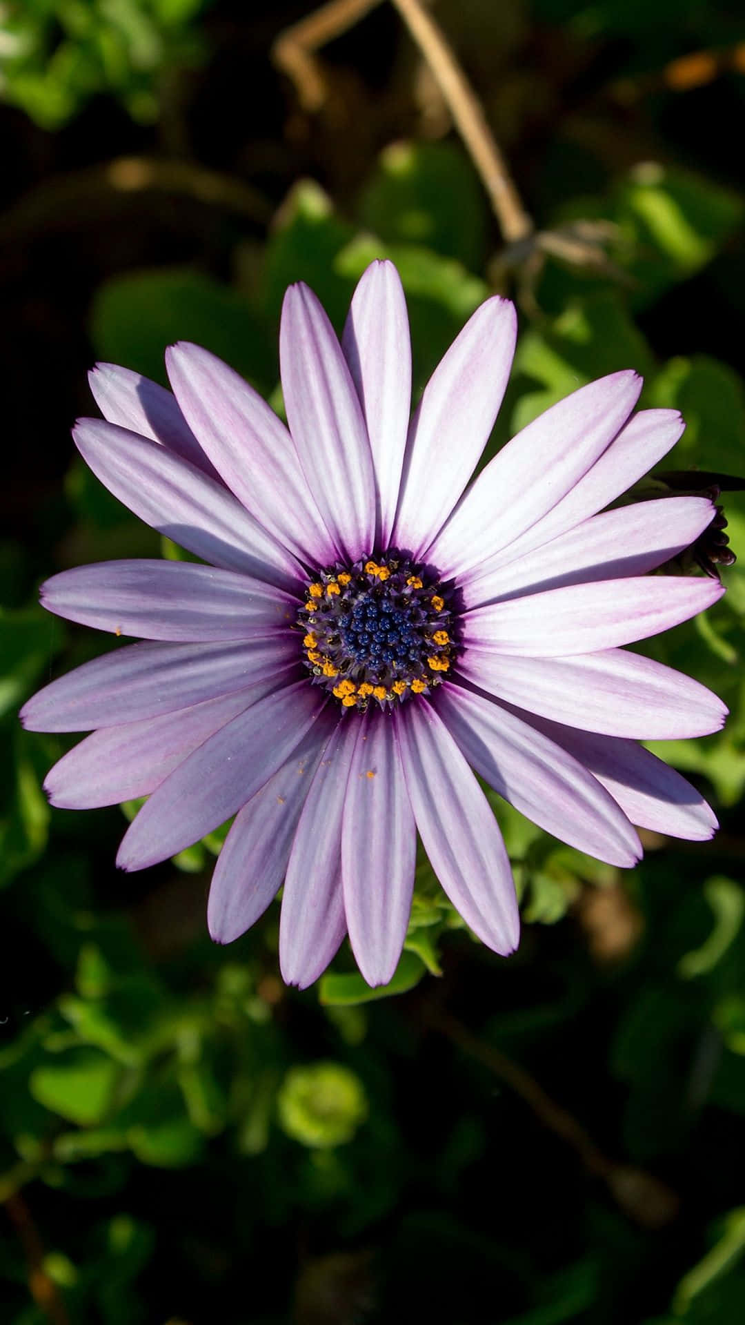 Fang verdens skønhed med Flower iPhone Wallpapers