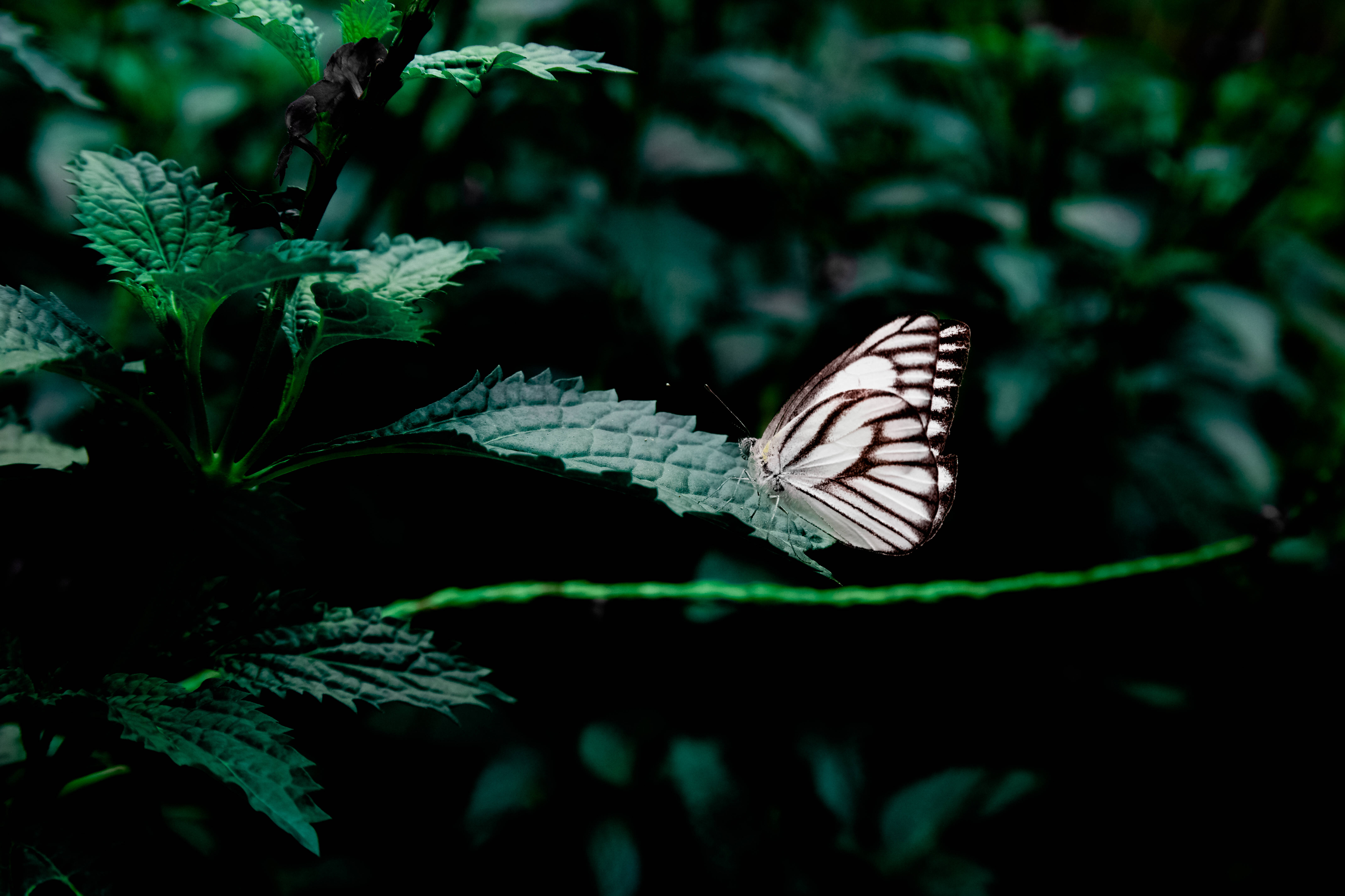 Fantastisk sort og hvid sommerfugl Wallpapers
