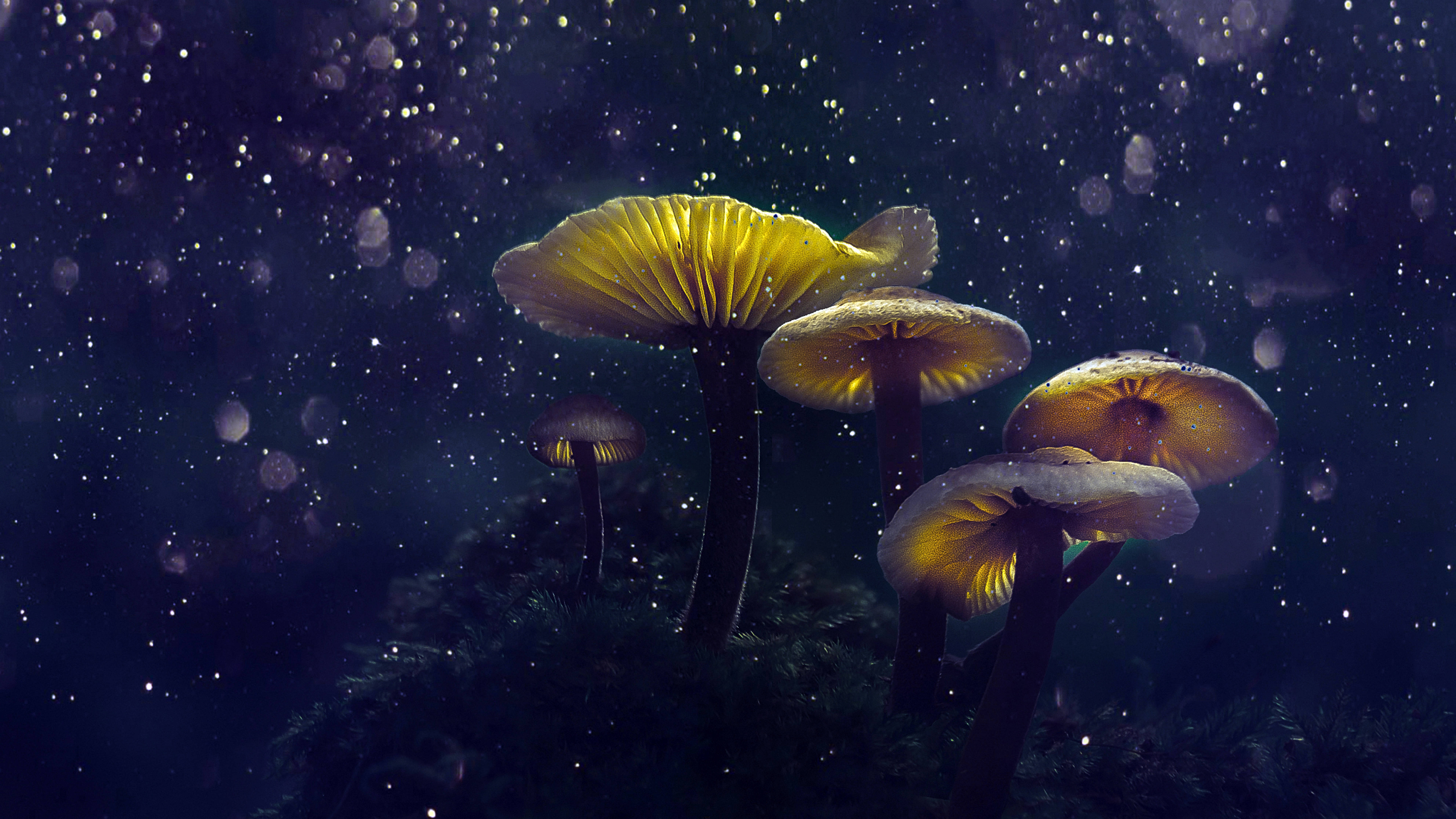 Fantastisk svampeæstetik Wallpapers