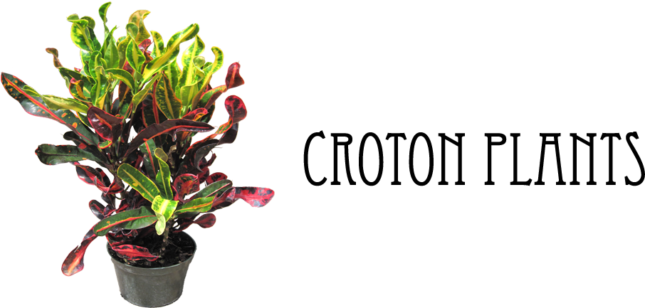 Farverig Croton-plante i potte Wallpapers